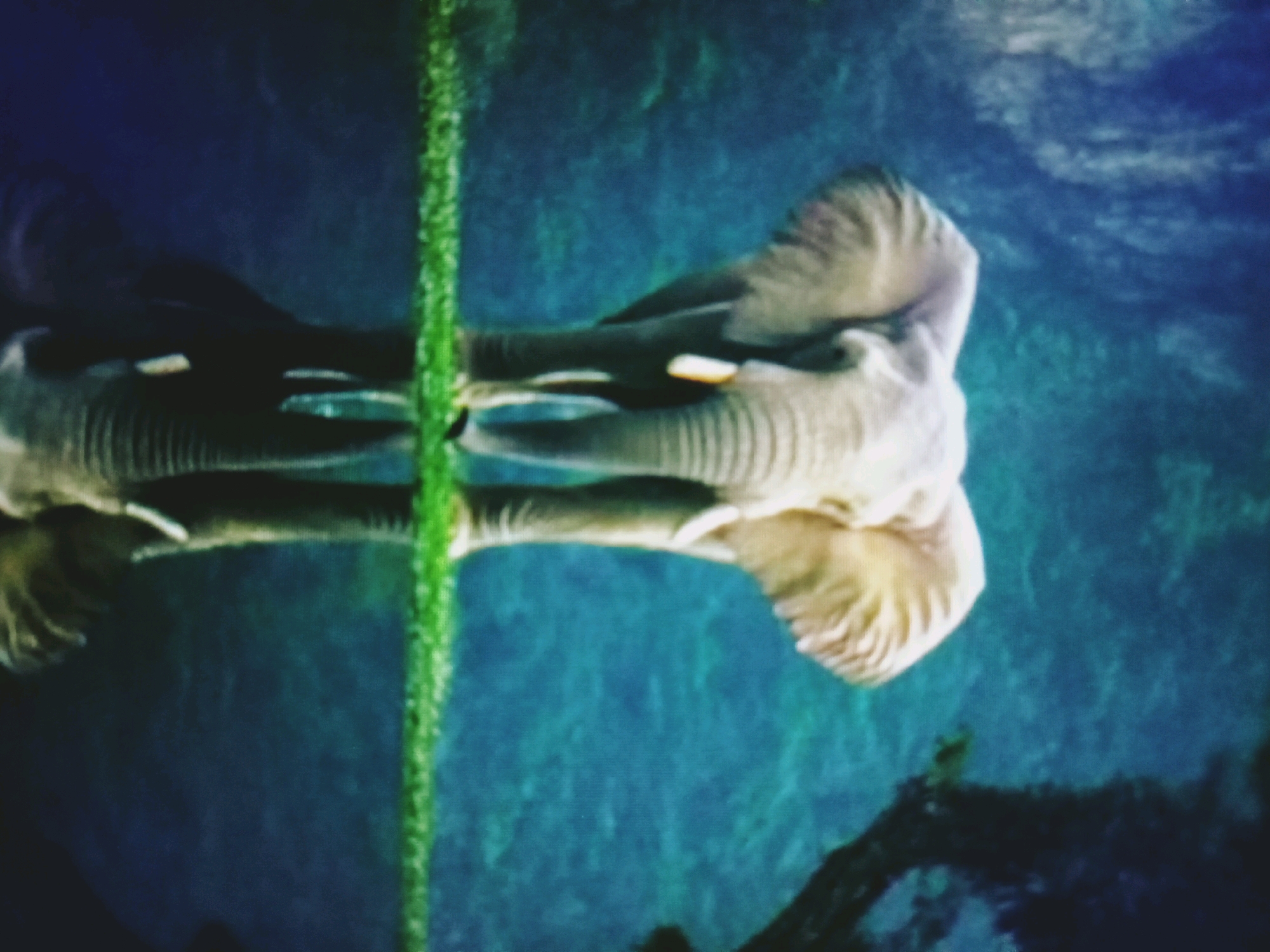 The image depicts an underwater scene, possibly an aquarium or a natural body of water, with a prominent green plant stem or branch running vertically through the center. To the left and right of this central element, the reflected image of an elephant is visible. The elephant, appearing to be a light tan color, is positioned horizontally across the frame, with its head facing left and its trunk curled. The reflection is sharp, indicating a calm water surface. The background is a deep blue-green, suggesting water with some depth and possibly aquatic vegetation or debris. The overall impression is one of a serene, natural environment. The location in Bancharampur, Bangladesh, is not visually discernible from the image itself.