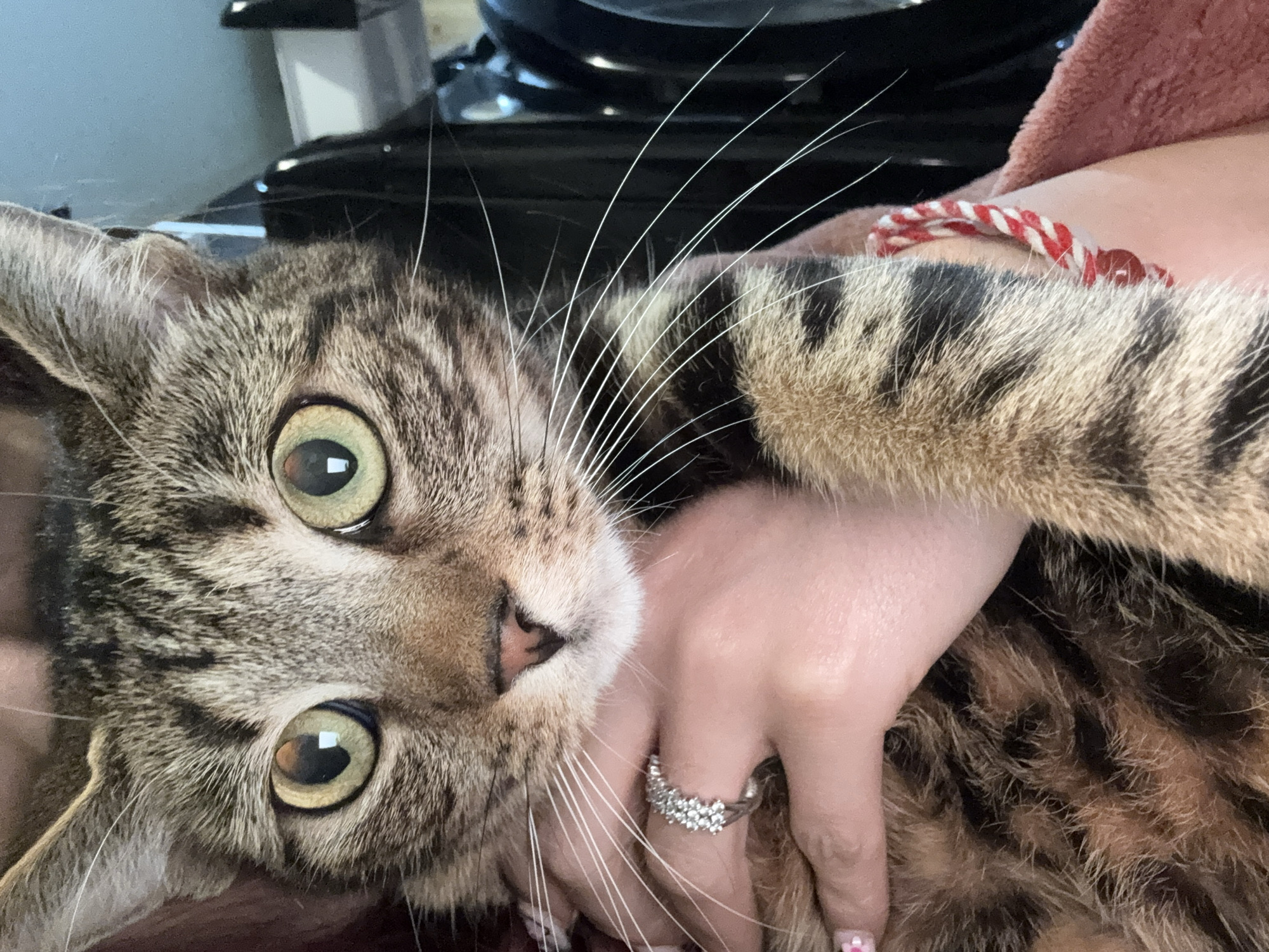 A close-up photograph features a tabby cat being held by a person. The cat has green eyes and long white whiskers. The person is wearing a ring on their finger and a red and white string bracelet on their wrist. The background includes a black countertop and a blurred out appliance. There is no contextual information to determine a location in Desborough, United Kingdom.
