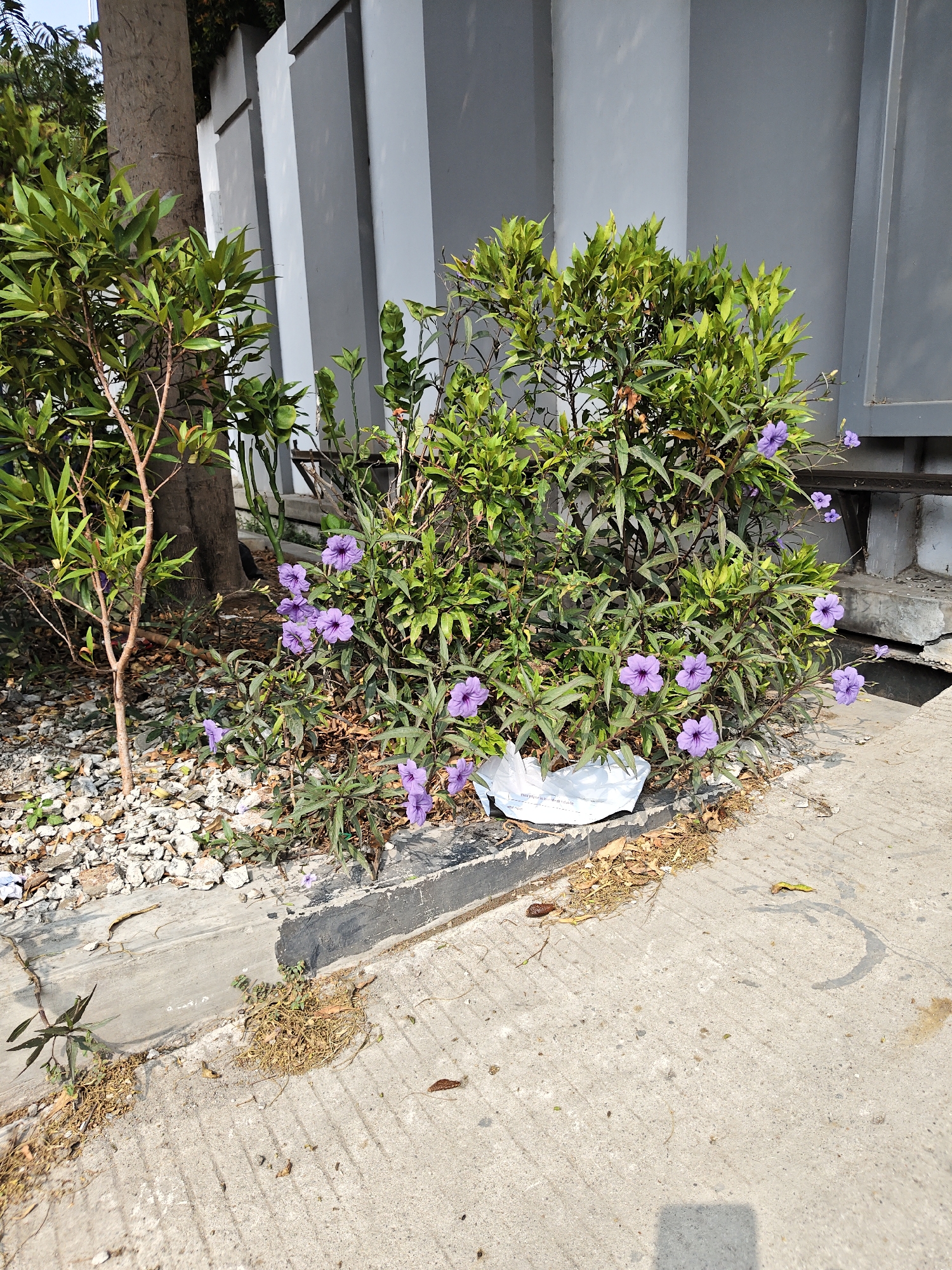 The image shows a cluster of purple flowers blooming amidst green foliage, situated at the edge of a concrete sidewalk next to a grey wall. A small pile of white plastic is visible near the base of the flowering plant. To the left, a thin tree trunk stands next to a section of gravel. The scene appears to be outdoors, under daylight conditions, with shadows indicating the sun is positioned to the right of the frame. The environment suggests an urban setting, possibly a park or roadside in North Jakarta, Indonesia, given the architectural style of the wall and the tropical foliage. There are no people or animals visible in the image, and no specific actions or interactions are depicted.