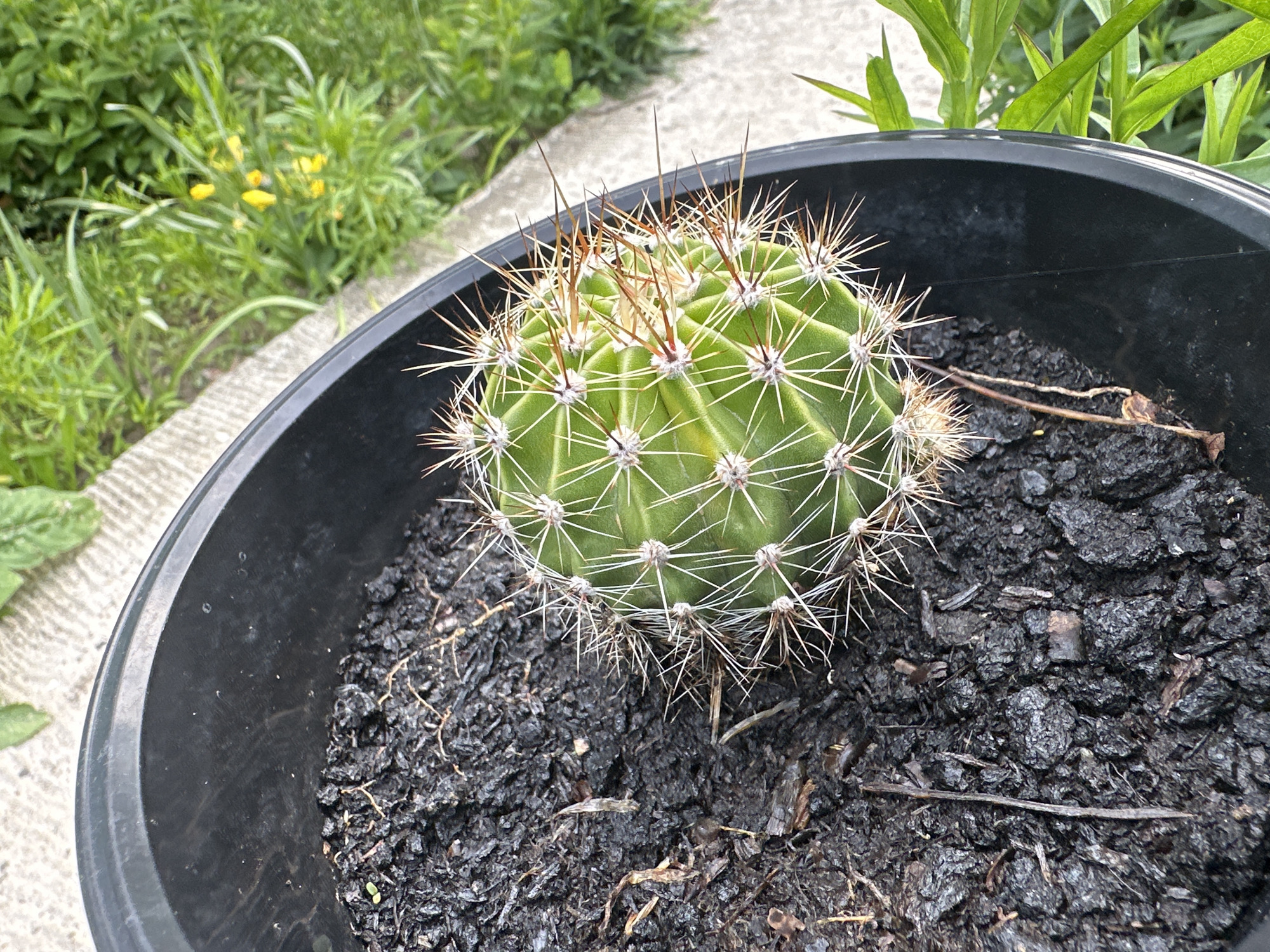 A close-up shot focuses on a round, green cactus planted in a black plastic pot. The cactus is covered in sharp, light-colored spines, with some darker, reddish-brown spines near its apex. The soil in the pot is dark and appears to be a mix of organic matter and possibly bark chips. A few dried, thin twigs are visible on the surface of the soil.
The pot is positioned outdoors, as indicated by the background. To the left and behind the pot, there's a concrete path or surface with some green foliage growing near its edge. Further back, a dense patch of green vegetation fills the background, with several small yellow flowers scattered among the leaves. The lighting suggests it might be daytime, possibly overcast, given the even illumination and lack of harsh shadows. The overall scene appears to be a garden or an outdoor planting area. There is no text visible in the image.