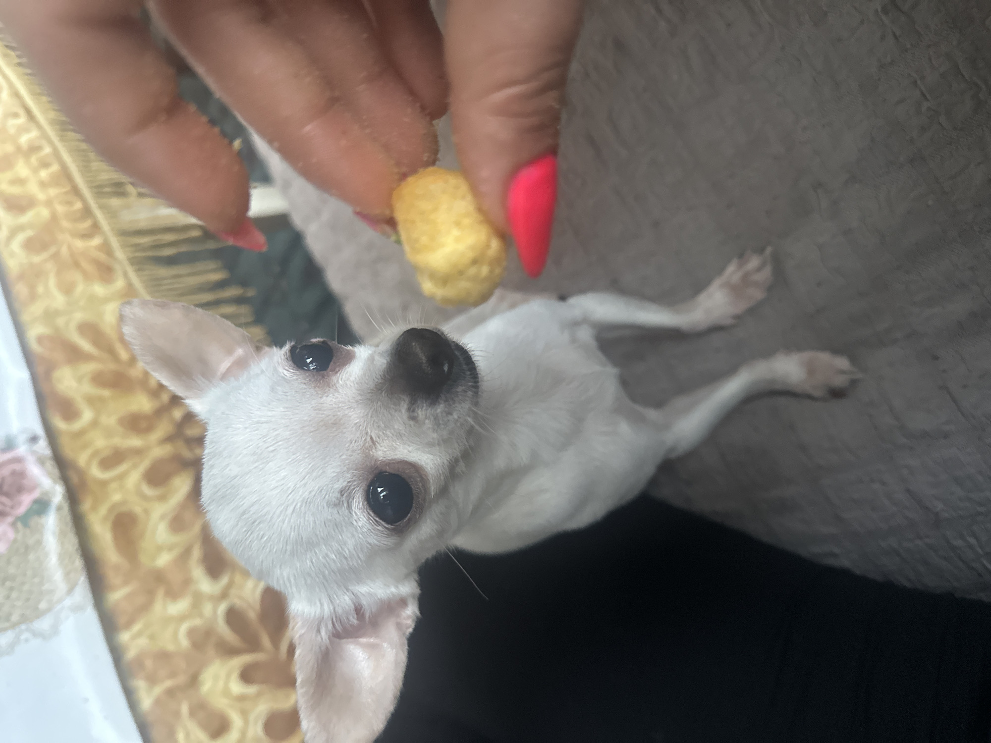 A small, white Chihuahua is the primary subject of the image. It is lying on its back, looking upwards with bright, dark eyes, as if anticipating a treat. A human hand with long, bright pink fingernails holds a puffy, yellow snack, presumably for the dog. The Chihuahua's body is mostly white, with subtle hints of pinkish skin showing through in areas like the ears. The dog is lying on a surface that appears to be a combination of a patterned blanket or sheet and a dark, possibly black, fabric or piece of clothing. The background is a mix of the patterned surface and a plain, textured grey surface.