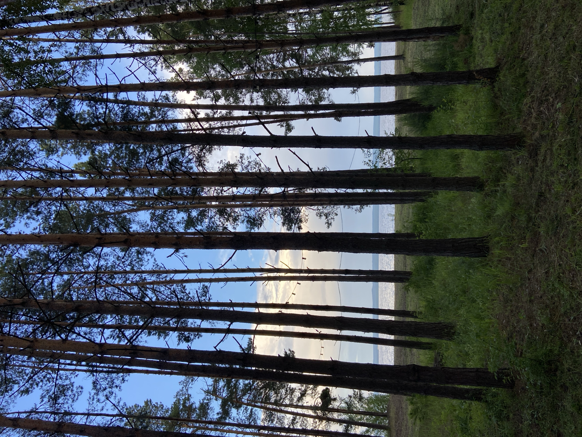 This image depicts a dense pine forest with tall, slender trees. The forest floor is covered in lush green grass and some dry pine needles. In the background, a body of water, likely a lake or river, is visible under a partly cloudy sky. The scene is peaceful and natural, suggesting a rural or park-like setting. There are no people or specific urban features visible in the image, so it cannot be definitively placed in the city of Забегаево, Russia without further context. The presence of what appear to be string lights hung between trees suggests this may be an area set up for an event or gathering.
