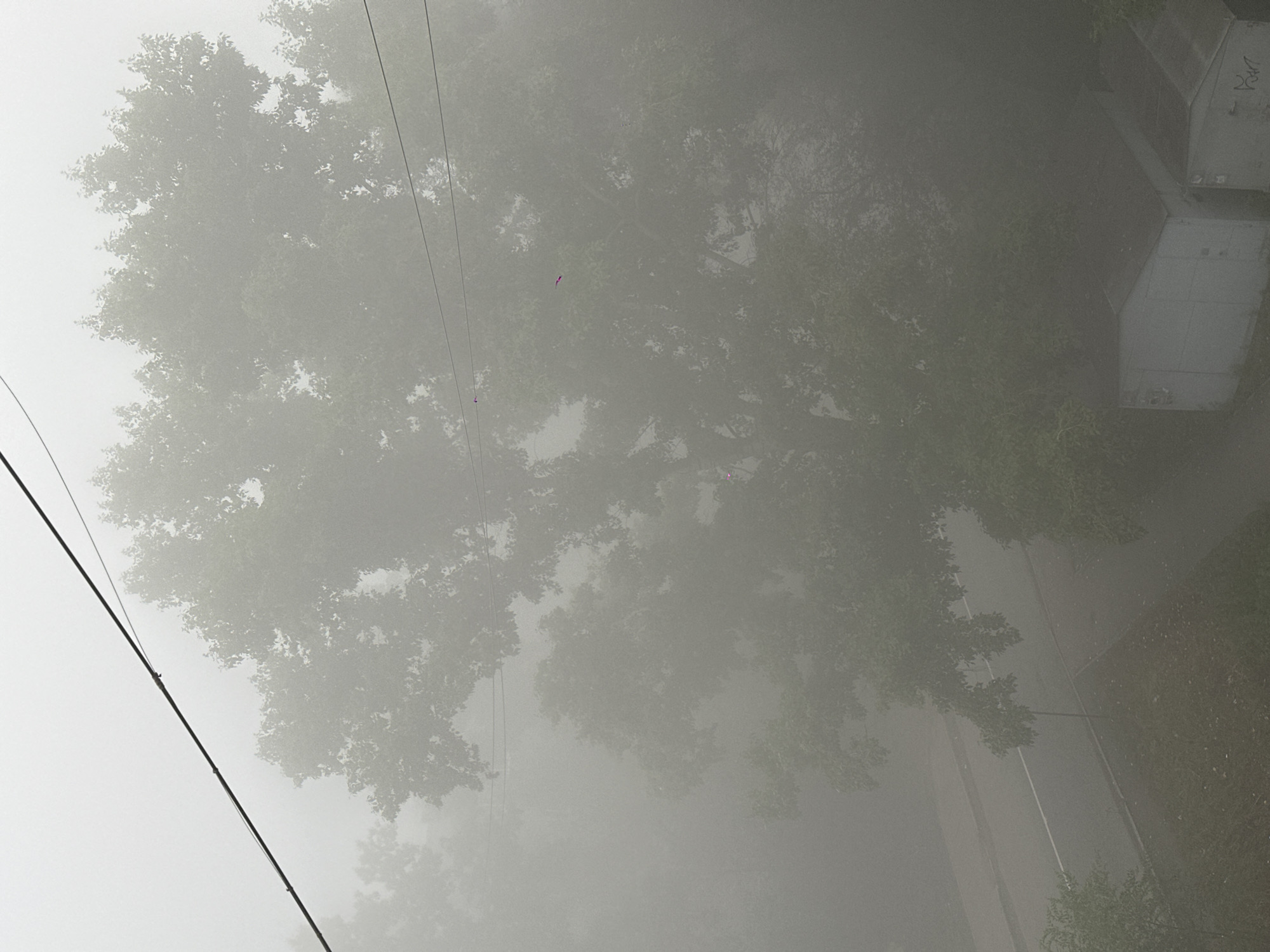 The image captures a dense fog obscuring the upper branches of a large tree and the sky. Power lines are visible diagonally across the top of the frame. In the lower portion of the image, a road with a white line down the center is partially visible through the fog, alongside some green vegetation. Two small, shed-like structures with angled roofs are present in the bottom right corner. One shed has graffiti on its side, and both appear to be made of light-colored material. The overall atmosphere is hazy and indistinct, with muted colors due to the fog. The scene suggests an outdoor urban or suburban environment.