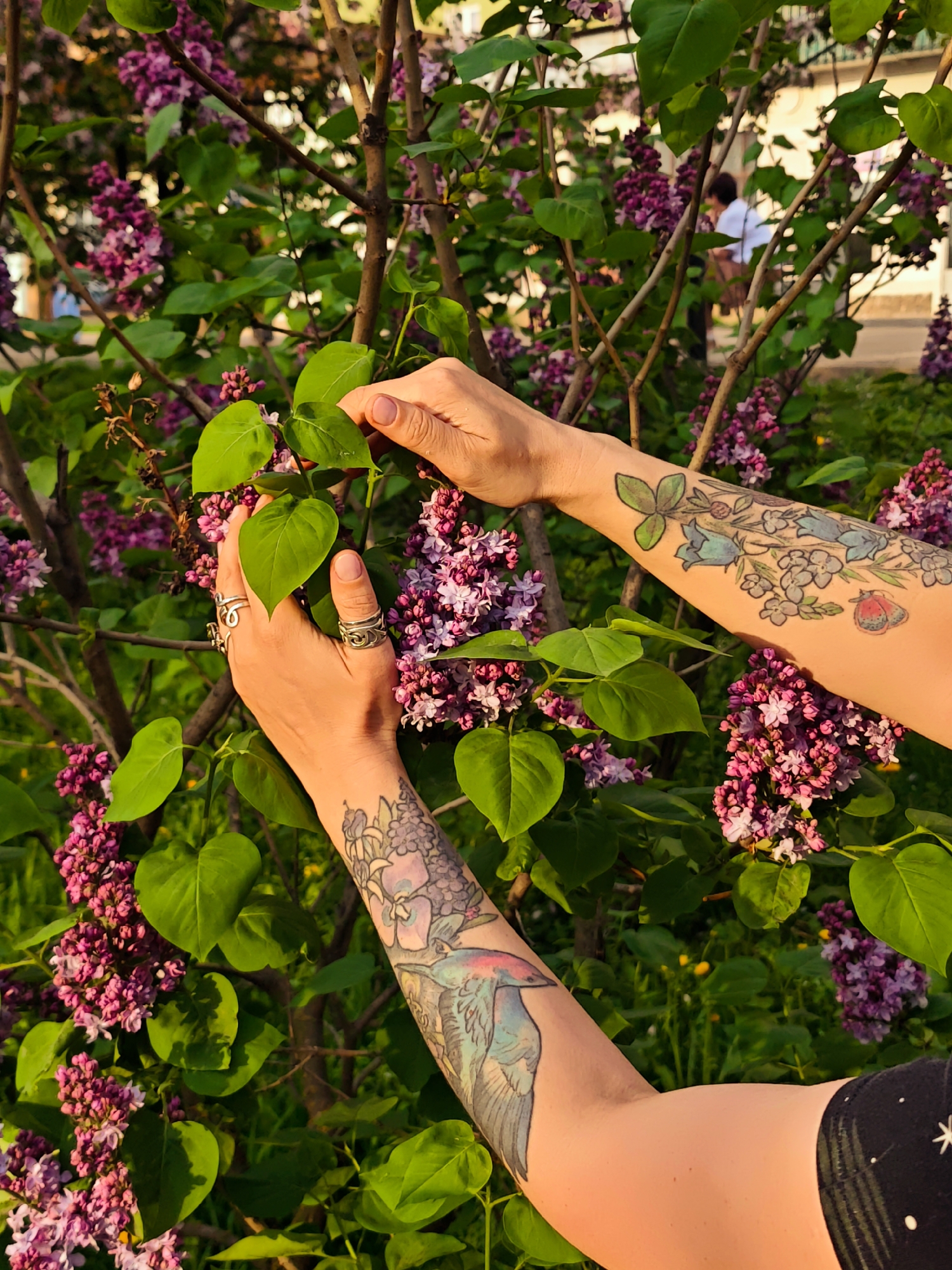 The image depicts a person with fair skin and tattoos on their arms, standing near a lilac bush with vibrant purple flowers and green leaves. The person's hands are adorned with rings, and they appear to be touching the leaves of the bush. The tattoos on their arms are floral and nature-themed. The background is somewhat blurred but suggests an outdoor setting with other people and buildings, possibly in a park or garden. A person can be seen in the background wearing a white shirt. While Dmitrov, Russia is mentioned, the specific location details within the city are not evident in the image.