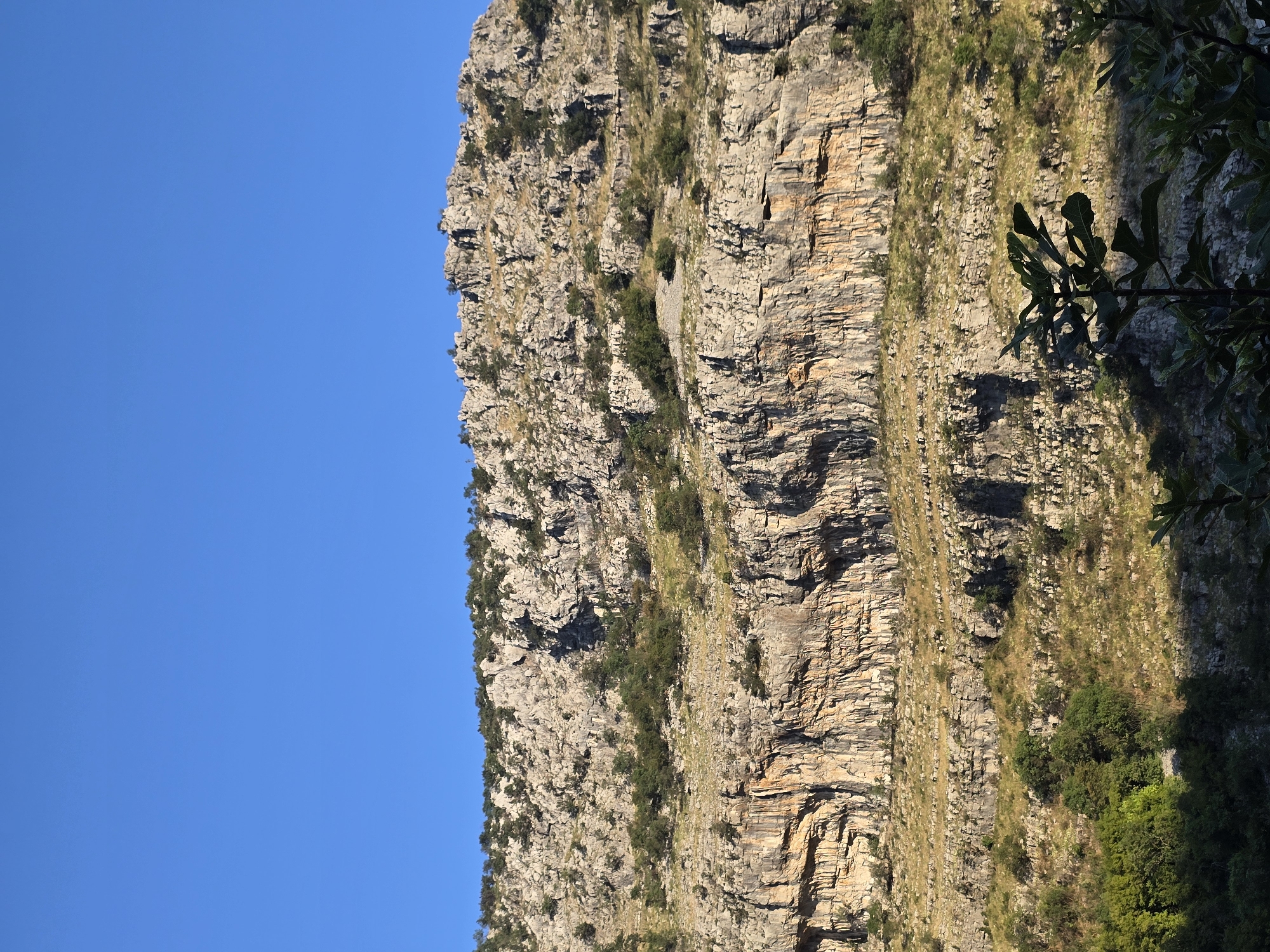 The image depicts a rugged, rocky mountainside with sparse vegetation under a clear blue sky. The mountain face is characterized by sheer cliffs and layered rock formations, with patches of green shrubs and dry grass clinging to the slopes. In the foreground, the dark silhouettes of leafy branches from what appears to be a fig tree partially obscure the lower part of the scene. The lighting suggests it is daytime, likely late afternoon given the shadows. The scene is a natural landscape, likely a gorge or canyon. While the specific location in Podgorica, Montenegro cannot be determined from the image alone, it showcases a typical mountainous terrain found in the region. There are no people or discernable human activity in the image.