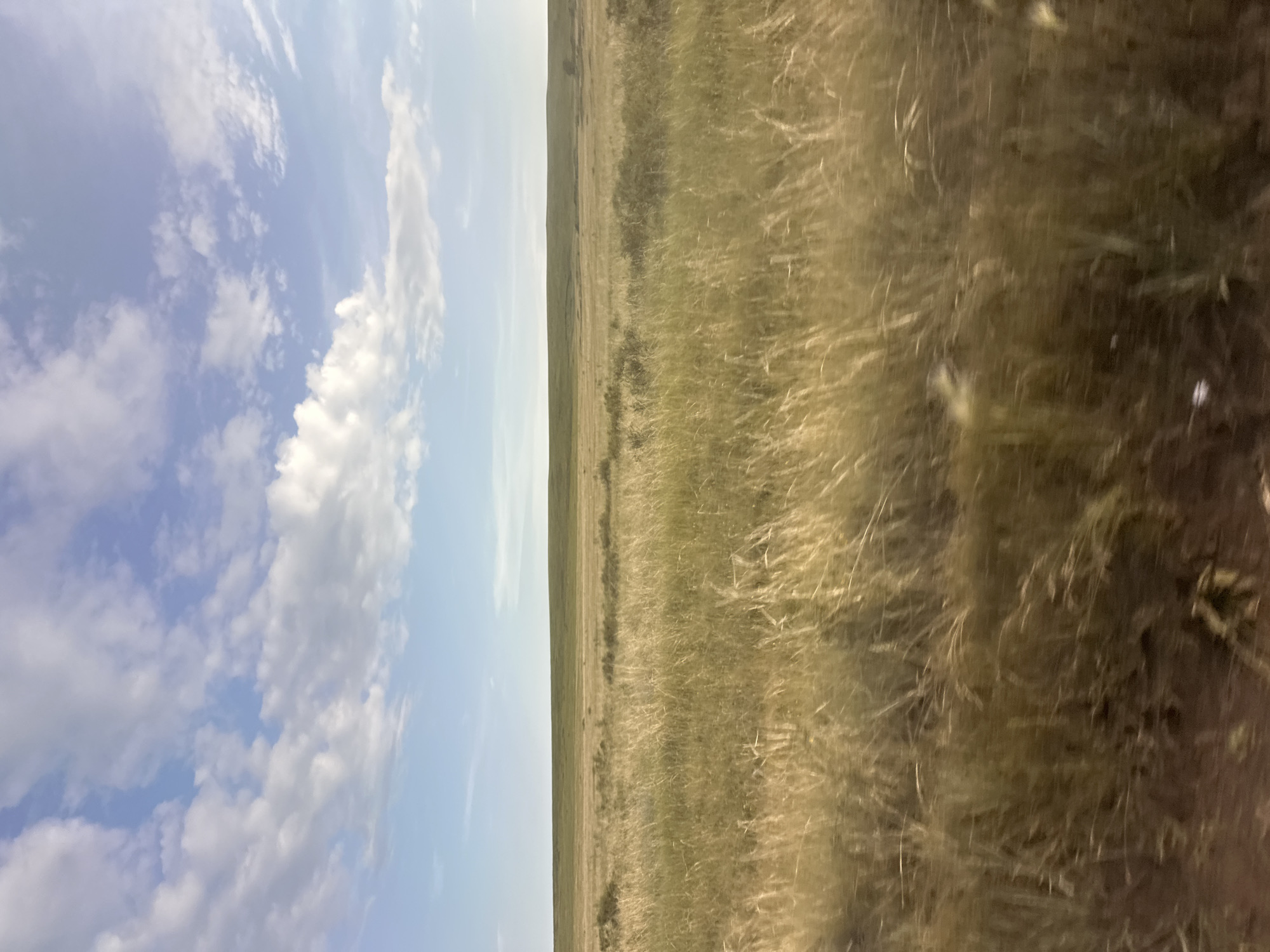 The image depicts a vast, dry grassland under a bright blue sky dotted with white clouds. The foreground is filled with tall, golden grass, appearing somewhat blurred, suggesting movement or wind. In the middle ground, more grassland stretches out, with some scattered bushes and a gently rolling green hill in the distance. The horizon is a sharp line separating the land from the sky. The overall impression is one of an open, natural landscape, possibly a steppe or prairie. There are no people or man-made structures visible in the scene. The image is a natural landscape photo, taken during daylight.