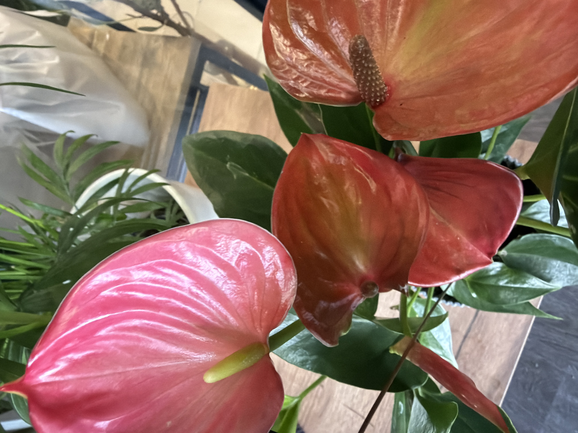 A close-up, top-down shot shows a vibrant display of Anthurium flowers, commonly known as flamingo flowers. The largest flower, in the upper left quadrant, is a striking, glossy pink with prominent veins. To its right and slightly lower, two other Anthurium blooms exhibit a gradient of color, transitioning from a deep red at the base to a lighter orange or coral at the tips. One of these red-orange flowers clearly shows its spadix, a spike-like structure covered in small, brown, granular florets. Deep green, waxy leaves provide a lush backdrop for the flowers. In the background, a white plastic bag is visible, along with a hint of greenery from another potted plant. The setting appears to be indoors, possibly on a wooden surface. The image is sharp, focusing on the intricate details of the flowers.
