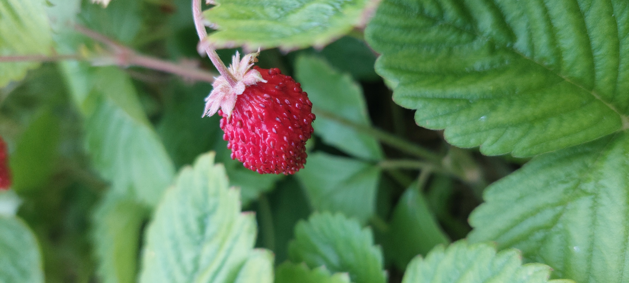An extreme close-up shot focuses on a single, ripe wild strawberry, bright red and covered in tiny seeds, hanging from a thin, pale stem. Delicate, light pink, almost white, sepals cradle the base of the berry. The strawberry is positioned in the center-right of the frame. Surrounding the berry are lush, green leaves with serrated edges, some in sharp focus and others blurred into soft bokeh, creating a natural, outdoor setting. The image was taken in Vichuga, Russia.