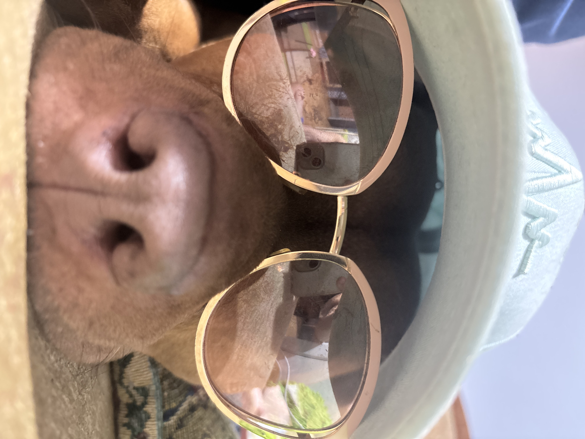 A tan-colored dog's face, filling most of the frame, is oriented in an upside-down position. The dog is wearing large, round sunglasses with a gold frame, reflecting various objects in the background, including a person holding a mobile phone. The dog is also wearing a light-colored hoodie. The location is unknown, but the city is Sofia, Bulgaria.