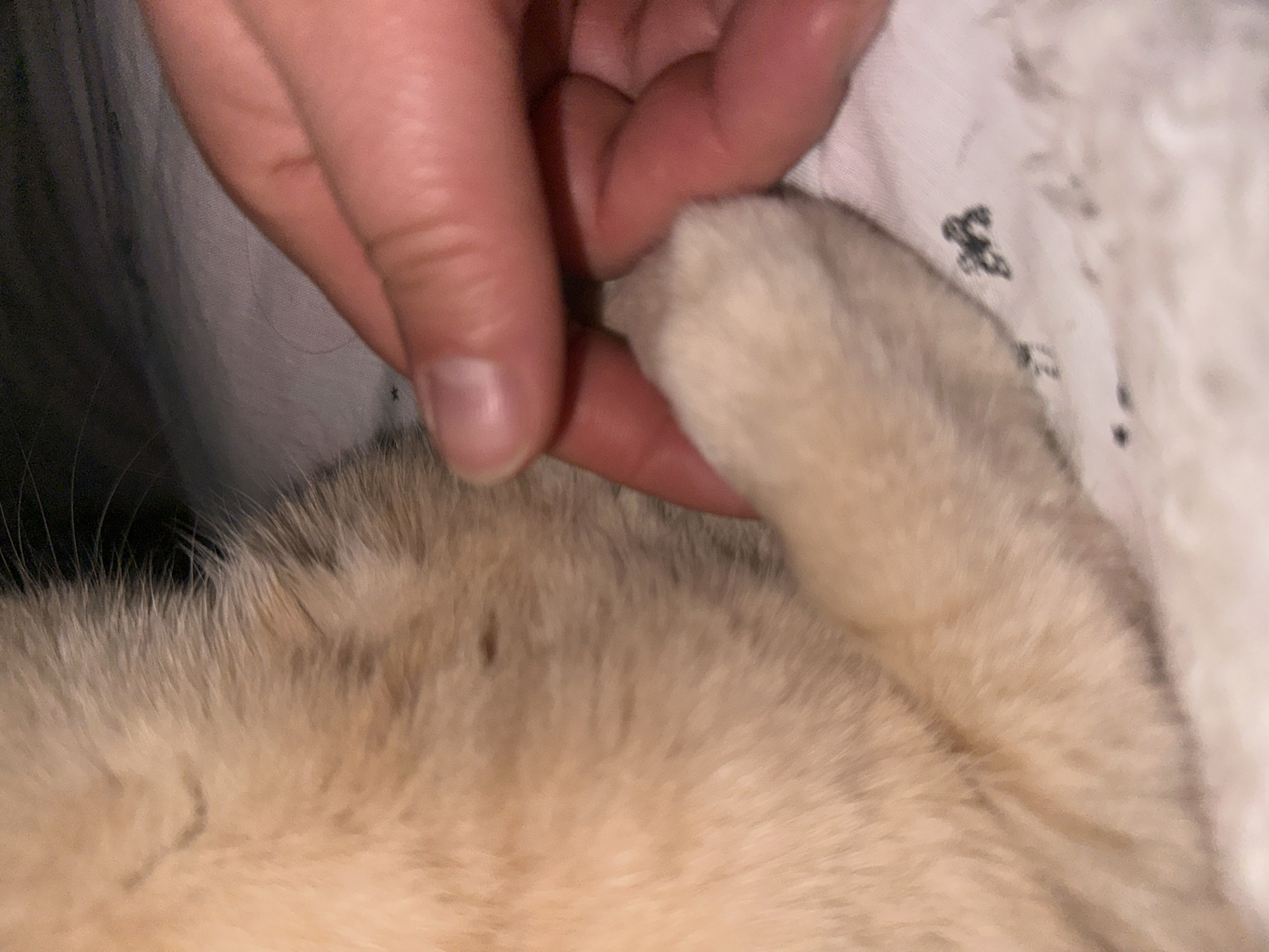 A close-up shot depicts a human hand gently touching a cat's paw. The cat has cream-colored fur, visible on its paw and body. The background includes a soft, possibly white, textured material, which could be bedding. The setting and specific location are not discernible from the image.