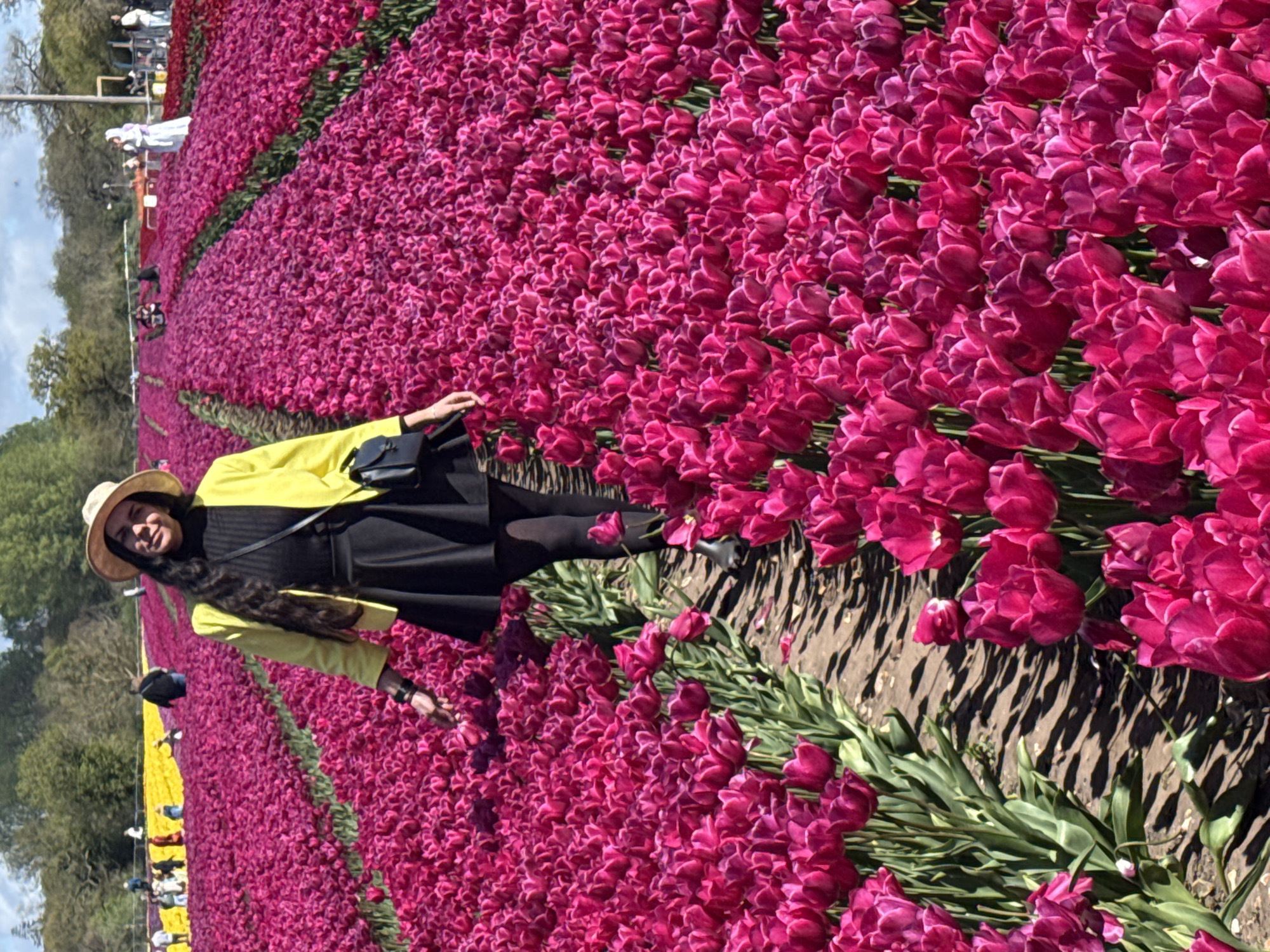 The image captures a vibrant scene within an expansive tulip field, likely in King's Lynn and West Norfolk, United Kingdom. The predominant color of the tulips is a striking deep pink or magenta, arranged in neat, parallel rows that stretch into the distance, creating a sense of depth.
In the immediate foreground, a woman stands among the tulips, gazing towards the camera. She is dressed in a bright yellow long-sleeved jacket, a black top, and a black skirt or dress. She wears a light-colored straw hat and carries a small black crossbody bag. Her long, dark hair cascades down her back. Her right hand appears to be gently resting near some tulip blooms.
Beyond the main subject, the field continues with more rows of these richly colored tulips. Faint hints of other tulip colors, possibly yellow, can be seen further in the background, suggesting a diverse display. The ground between the tulip rows is visible, showing dark earth and green foliage.
In the mid-ground and background, several other people are discernible as small figures, walking or standing amongst the tulip beds, indicating a public event or tourist attraction. Trees line the distant horizon under a partly cloudy sky. The lighting suggests it is daytime, likely a bright morning or afternoon. The overall impression is one of natural beauty and leisure. There is no visible text in the image.