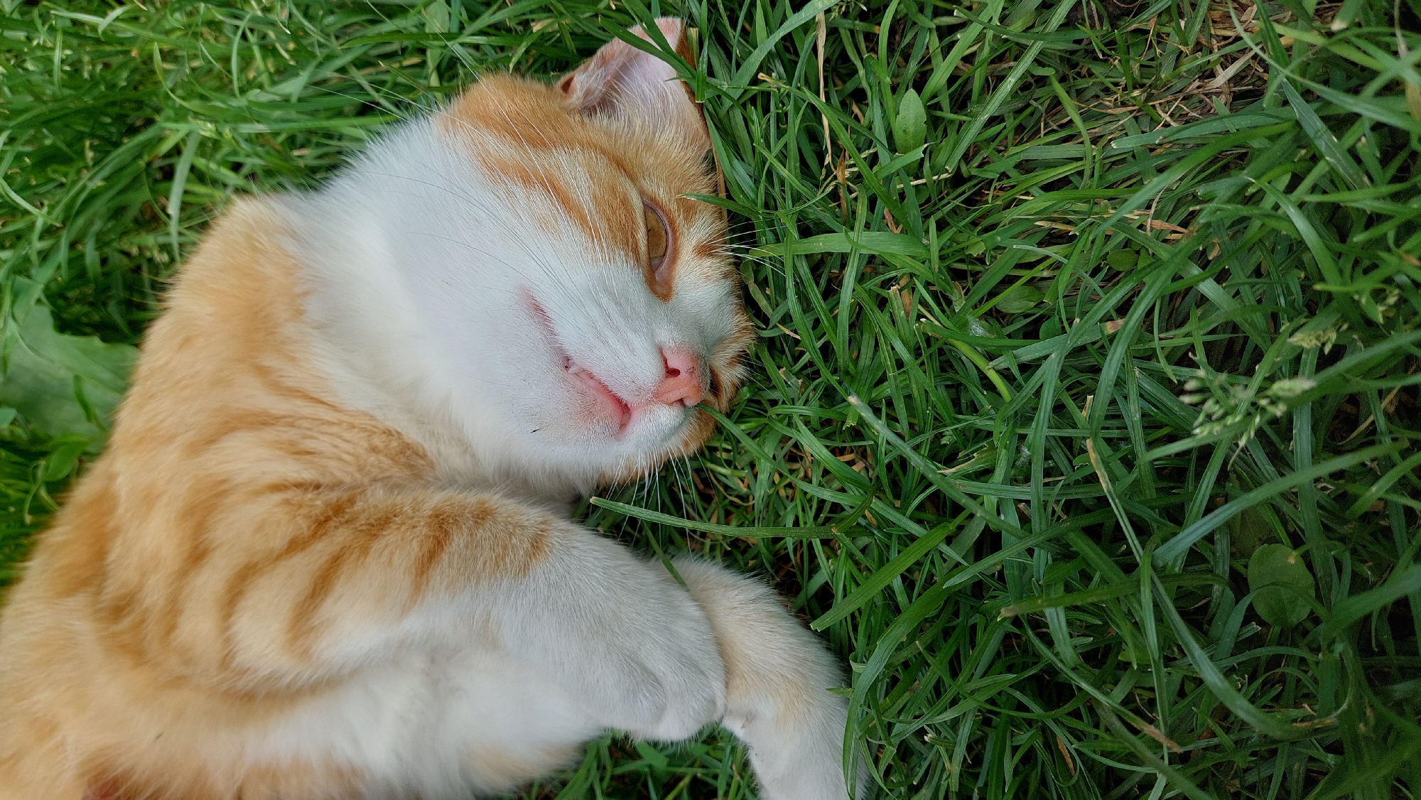 An orange and white tabby cat is depicted lying on its side, nestled in lush green grass. The cat's body takes up a significant portion of the lower left and center of the frame, with its head turned slightly upwards and towards the right. Its eyes are closed or nearly closed, and its mouth is slightly open, revealing a pink tongue, giving it a peaceful, smiling, or relaxed expression. The nose is a soft pink.
The fur on the cat's face, chest, and paws is white, contrasting with the vibrant orange tabby markings on its ears, forehead, back, and legs. The orange fur displays distinct stripes and patches. One front paw is visible, gently curled up near its head.
The setting is an outdoor, grassy area, likely a lawn or garden, indicated by the dense, healthy green blades of grass that surround the cat and fill the rest of the image. The lighting suggests it is daytime, with natural light illuminating the scene and creating soft shadows among the grass. The overall mood is serene and tranquil, with the cat appearing to be resting or sleeping contentedly in the sun. No text is visible in the image.