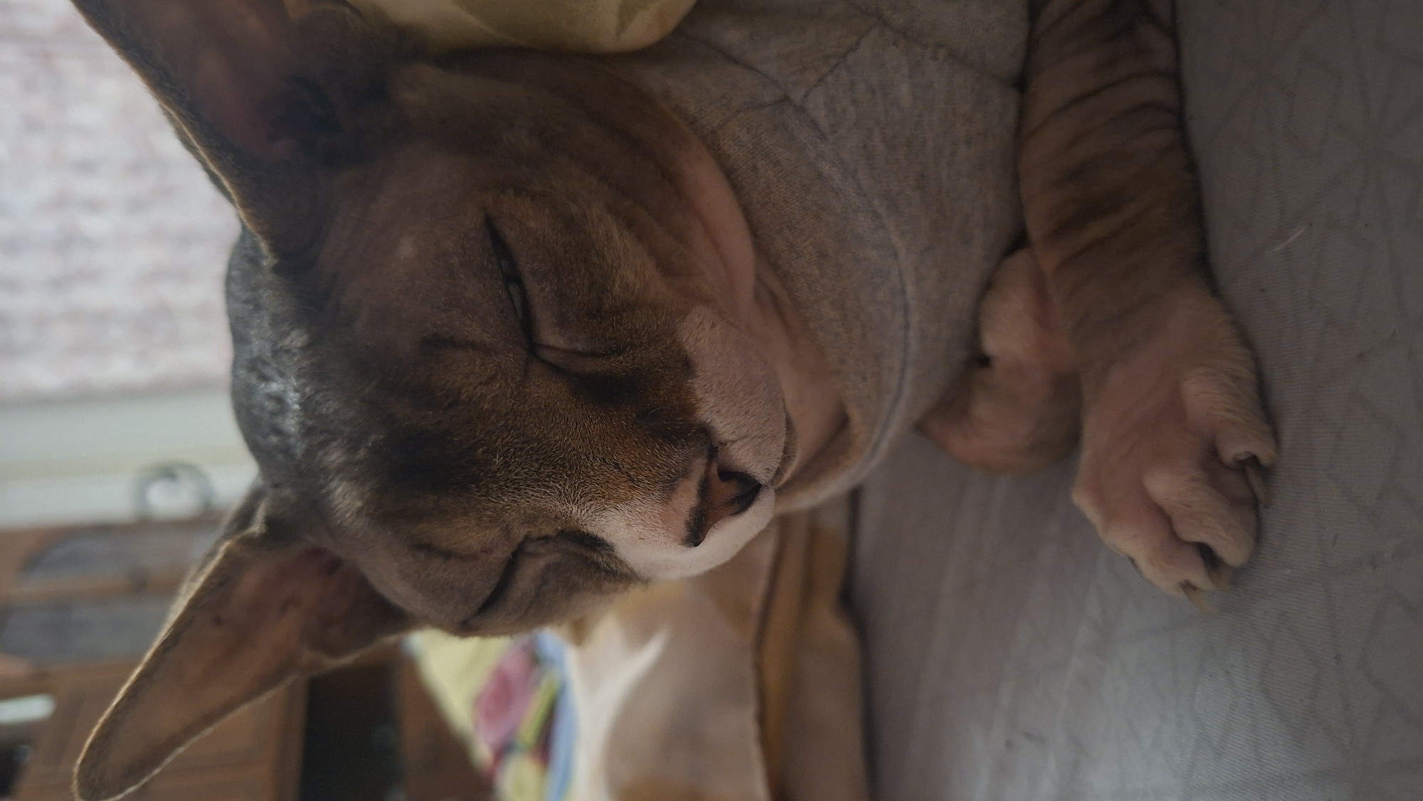 A close-up, eye-level shot captures a hairless cat with large ears and tabby markings resting with its eyes closed. The cat is wearing a grey t-shirt. It is lying on a light blue surface, possibly a bed or couch, with pillows and blankets in the background. The cat's paws are visible, with one paw tucked under its chest. The overall lighting is soft and warm, suggesting an indoor setting. The scene appears to be a private residence within the Забалоцкі сельскі Савет, Belarus.