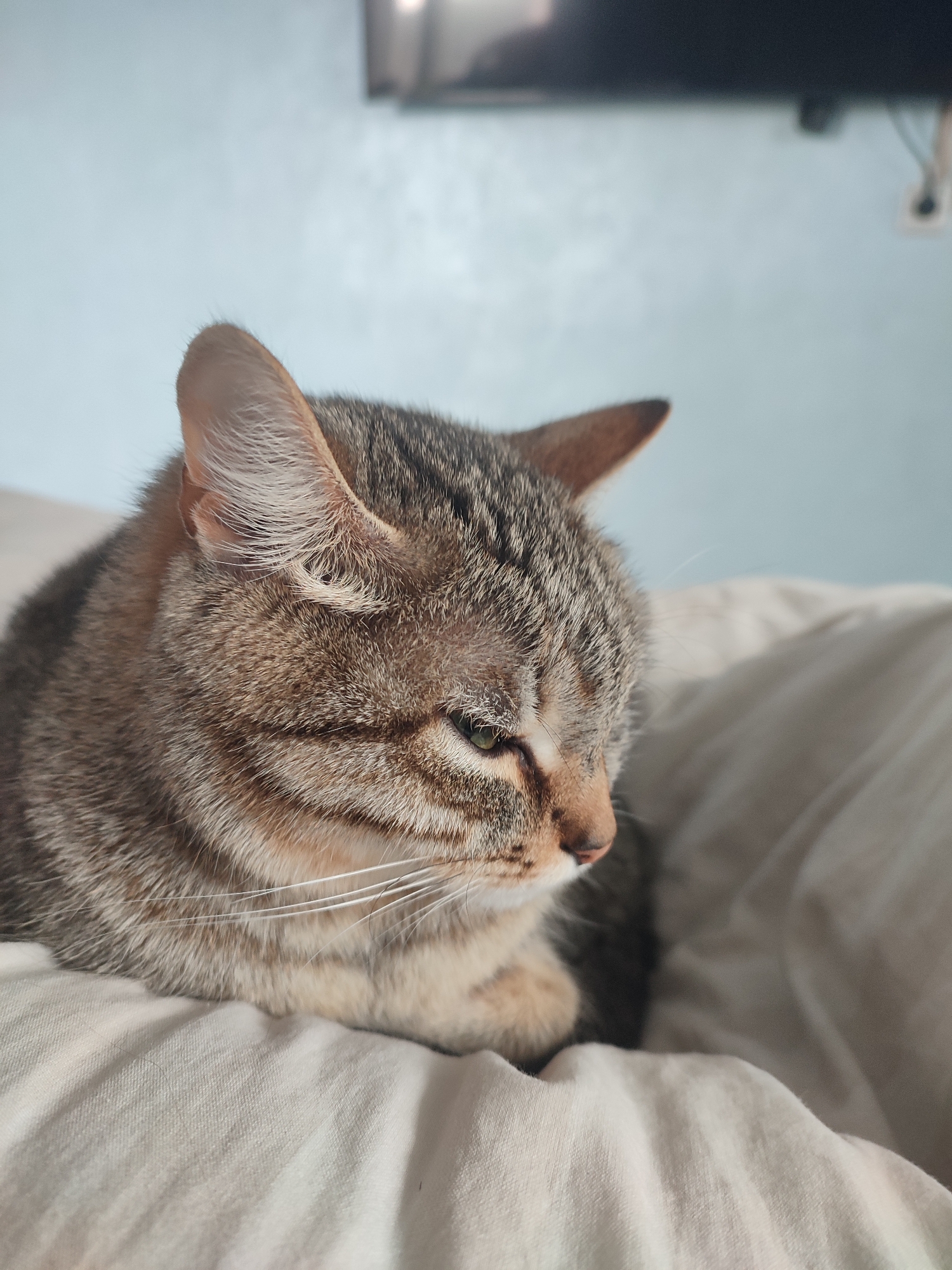 A close-up, medium shot depicts a tabby cat resting on a white, rumpled surface, likely a bed or cushion. The cat is positioned facing towards the right, with its eyes partially closed. The cat exhibits a grey and brown striped coat. White whiskers extend from its face. The background consists of a light blue wall. On the wall, a dark object, possibly a TV, is mounted, alongside a power outlet. The location is not specified.
