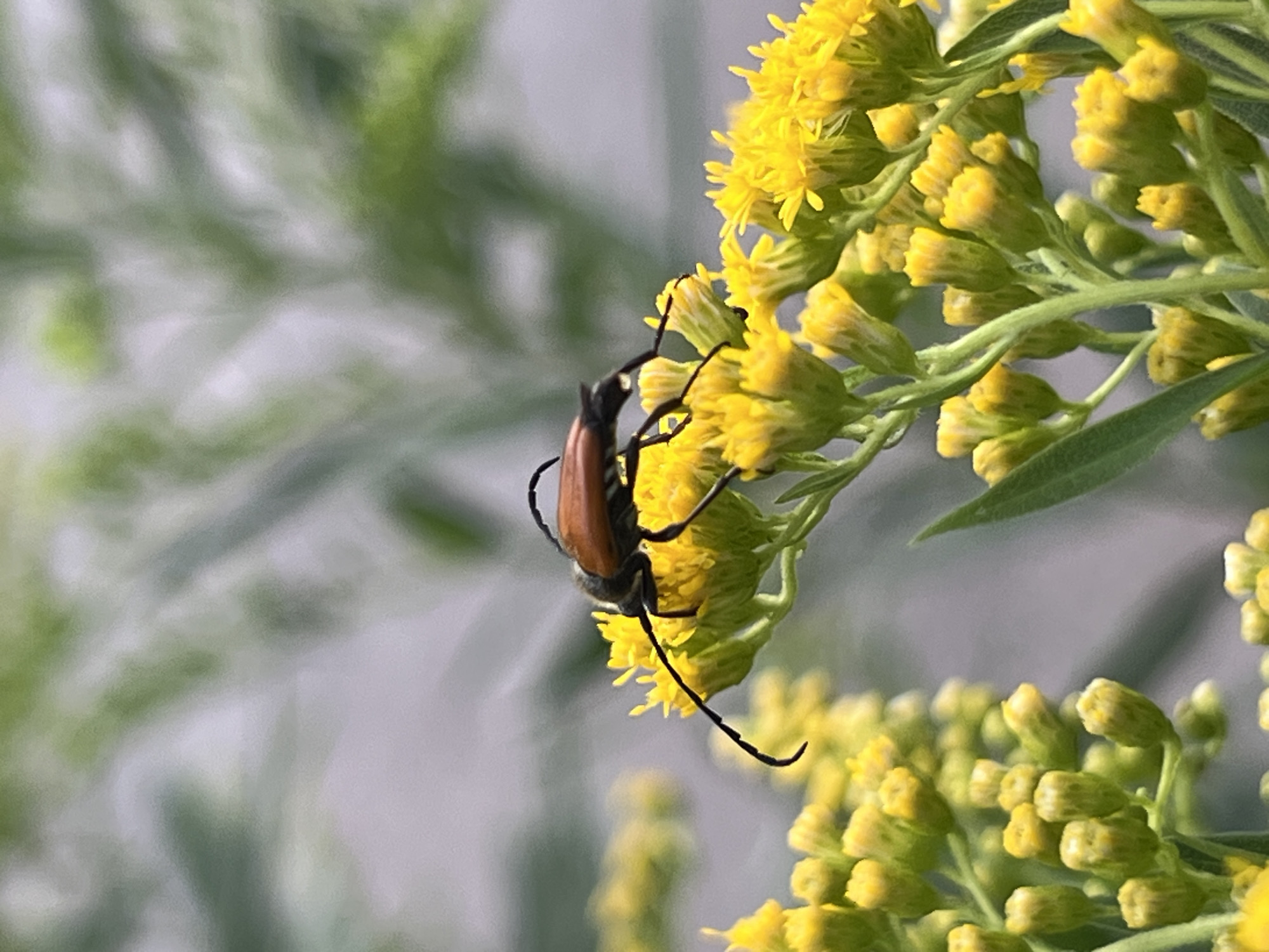 A longhorn beetle with a reddish-brown body and long black antennae is perched on a cluster of small yellow flowers. The beetle is positioned in the center of the frame, facing towards the left, with its legs gripping the petals. The background is softly blurred, with hints of green foliage and a gray, overcast sky, suggesting an outdoor environment. The image is a close-up, focusing on the insect and the delicate structure of the flowers. The location is unknown, as no specific landmarks or identifying features of Krasnodar, Russia are visible in the photograph.
