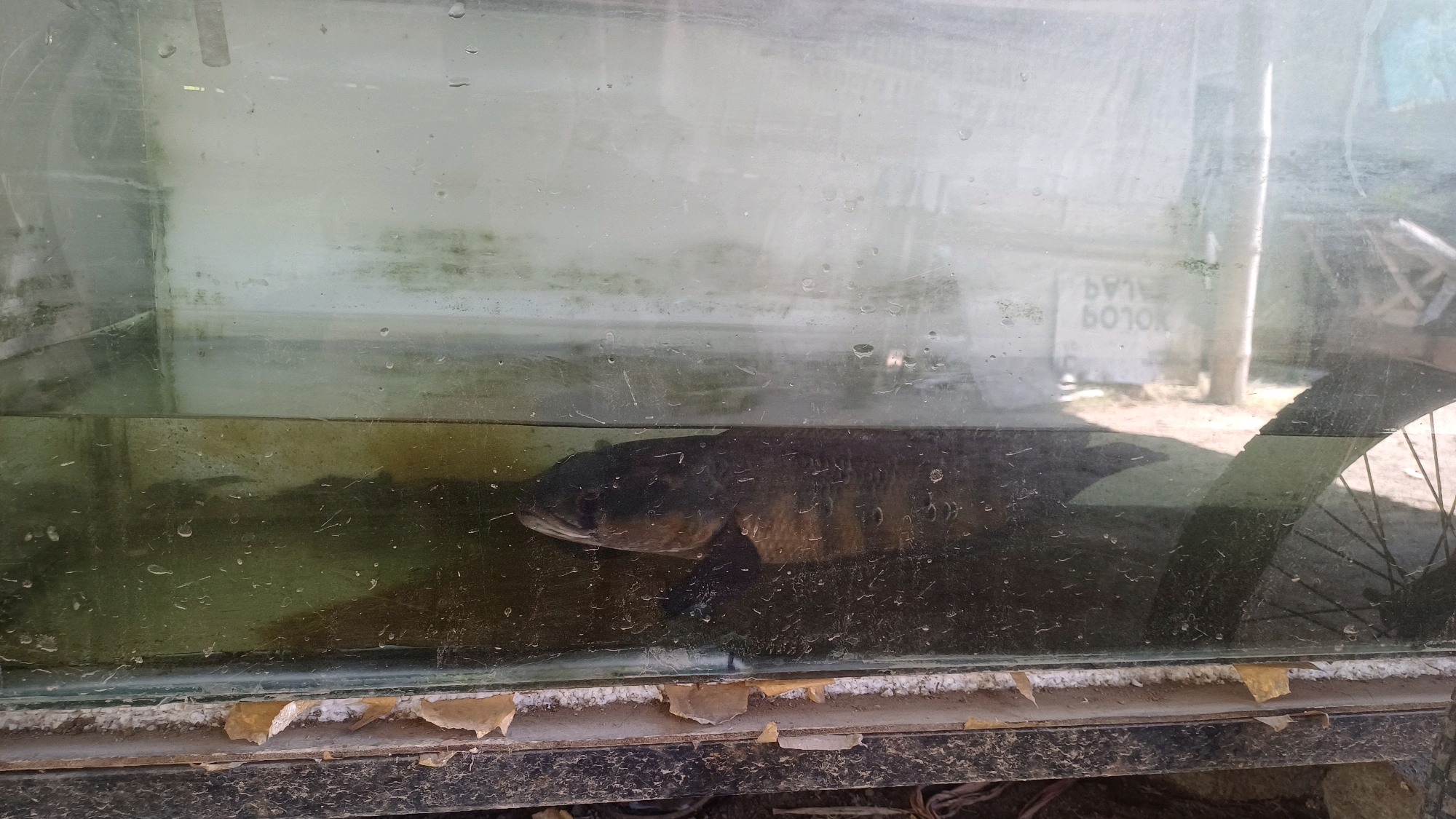 A large, dark-colored fish is submerged in murky water inside a dirty glass aquarium. The aquarium is positioned outdoors, with a blurry background suggesting a somewhat overgrown or unkempt environment, possibly in Mayungan, Indonesia. Part of a bicycle wheel is visible to the right of the aquarium. The glass of the aquarium is speckled with water droplets and has a hazy, dirty film, with some green algae growth visible on the interior surfaces. The frame of the aquarium appears to be aged and damaged, with peeling paint or veneer along the bottom edge. The lighting suggests it is daytime, with sunlight casting shadows.