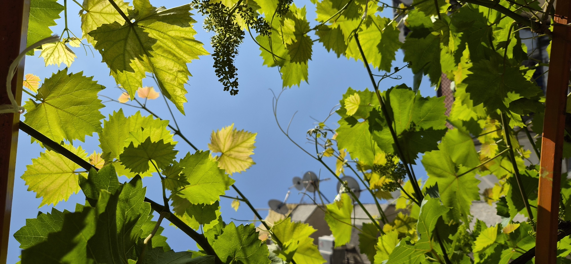 This upward-facing shot captures a vibrant grapevine with numerous green and yellow-green leaves, some displaying their characteristic serrated edges and distinct vein patterns. Many leaves are backlit by strong sunlight, giving them a translucent, glowing appearance. Clusters of small, green flower buds or very young grape formations are visible, indicating the early stages of grape development. Slender tendrils curl throughout the foliage.
The clear, bright blue sky dominates the background, with no clouds present. In the mid-ground, parts of a building or rooftop are visible, featuring multiple grey satellite dishes and at least one air conditioning unit, suggesting an urban or suburban environment. A reddish-brown wooden or metal beam, likely part of a trellis supporting the grapevine, frames a portion of the scene on the left and right.
The scene is bathed in bright daylight, indicating midday or early afternoon, with the intense light creating sharp contrasts and highlighting the freshness of the foliage. There is no visible human activity or text in the image. The setting suggests a warm, sunny day in a location like Varna, Bulgaria, where grapevines are commonly cultivated, even in residential areas.