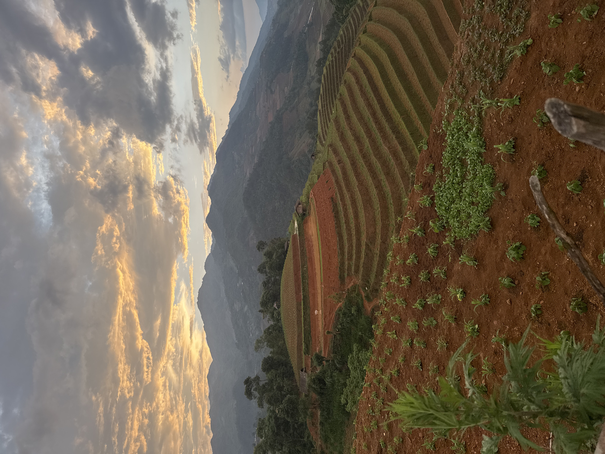 The image depicts terraced rice fields near Dế Xu Phình, Vietnam. The landscape is characterized by steep hillsides with reddish-brown soil, carved into horizontal tiers for agriculture. Lush green rice plants fill some terraces. Other sections show the soil without plants. In the foreground, plants, likely crops, are spaced apart, and a wooden structure stands at the edge. A mountainous terrain fills the background, merging into a hazy horizon. Above, the sky is filled with clouds, illuminated by golden light, likely during sunset or sunrise.