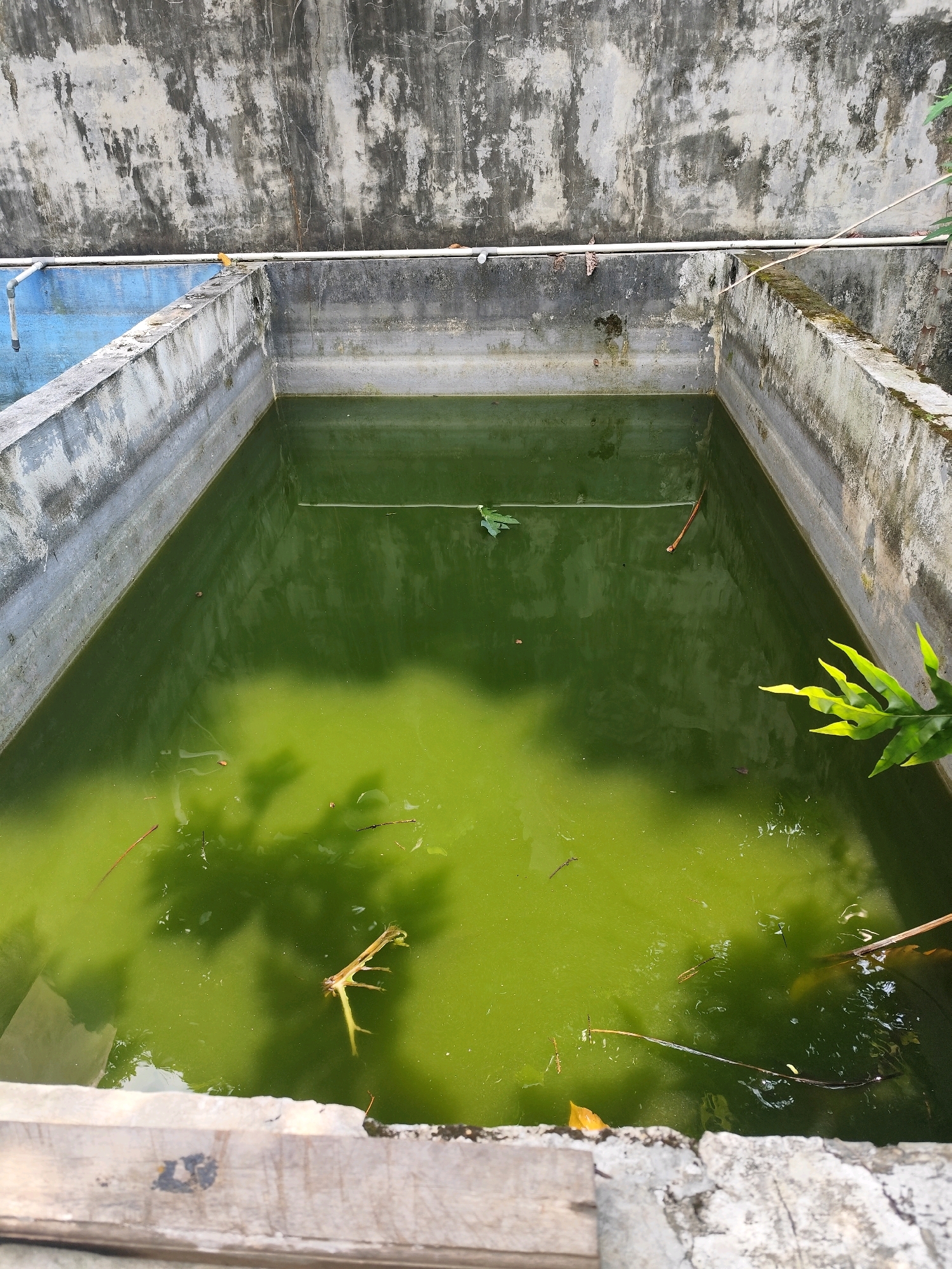 The image shows a rectangular concrete pond filled with murky green water. The pond has a weathered concrete wall surrounding it, with some moss and cracks visible on the surface. A white pipe runs along the top edge of the pond. Debris, such as twigs and leaves, floats on the surface of the water. A few green leaves are visible on the right side of the pond, extending into the frame. The background features a distressed concrete wall with visible staining and texture. The setting appears to be outdoors, possibly in a neglected or utilitarian area within the city of Bogor, Indonesia. There are no people or animals clearly visible in the scene. The overall impression is one of stagnation and disrepair.
