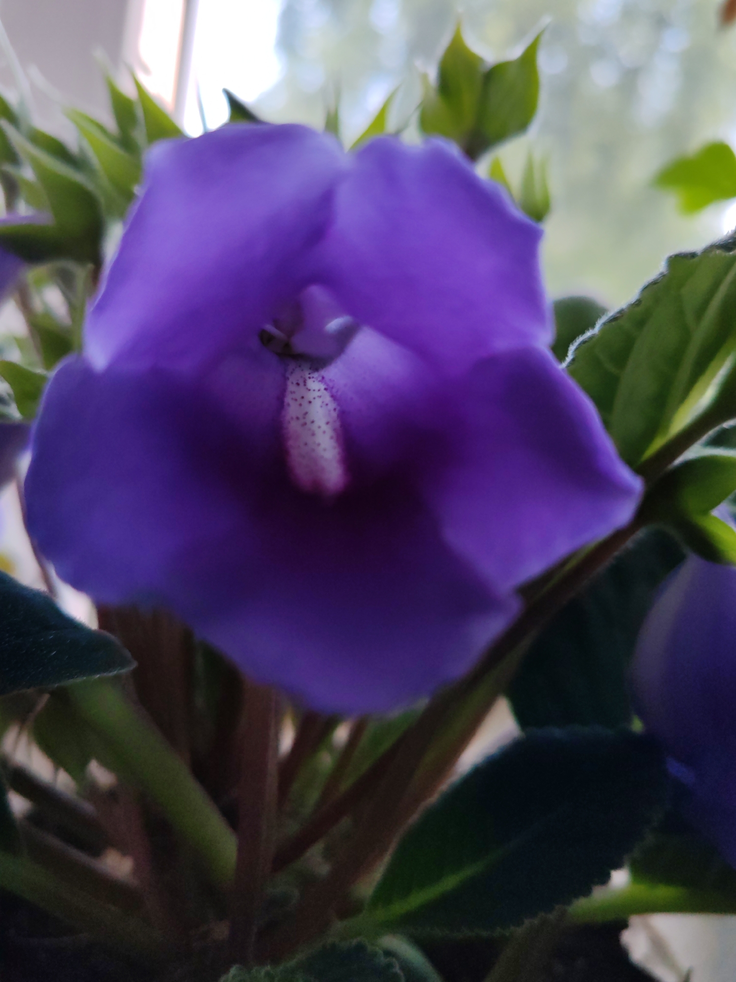 The image is a close-up, macro photograph of a vibrant purple flower. The flower has a trumpet-like shape with a lighter, speckled interior. Green leaves with fuzzy edges surround the bloom. The background is softly blurred, suggesting an indoor setting with natural light filtering through a window. There are no people or city elements visible; the focus is entirely on the botanical subject.