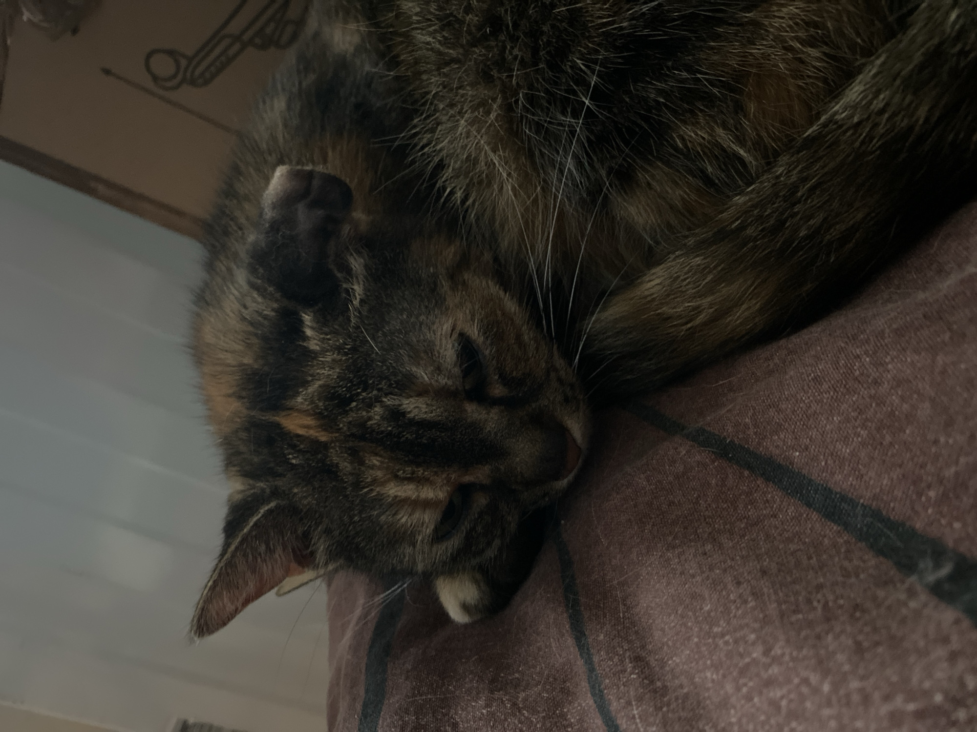 A close-up, eye-level shot shows a tortoiseshell cat sleeping on a textured, dark rose-colored blanket with thin black stripes. The cat is curled up, with its head resting on its paw. The cat's fur is a mix of brown, black, and orange patches. Its eyes are closed, and its whiskers are visible. The background is out of focus, but appears to be a dimly lit indoor environment with a cardboard box. The image was taken on May 27, 2023.