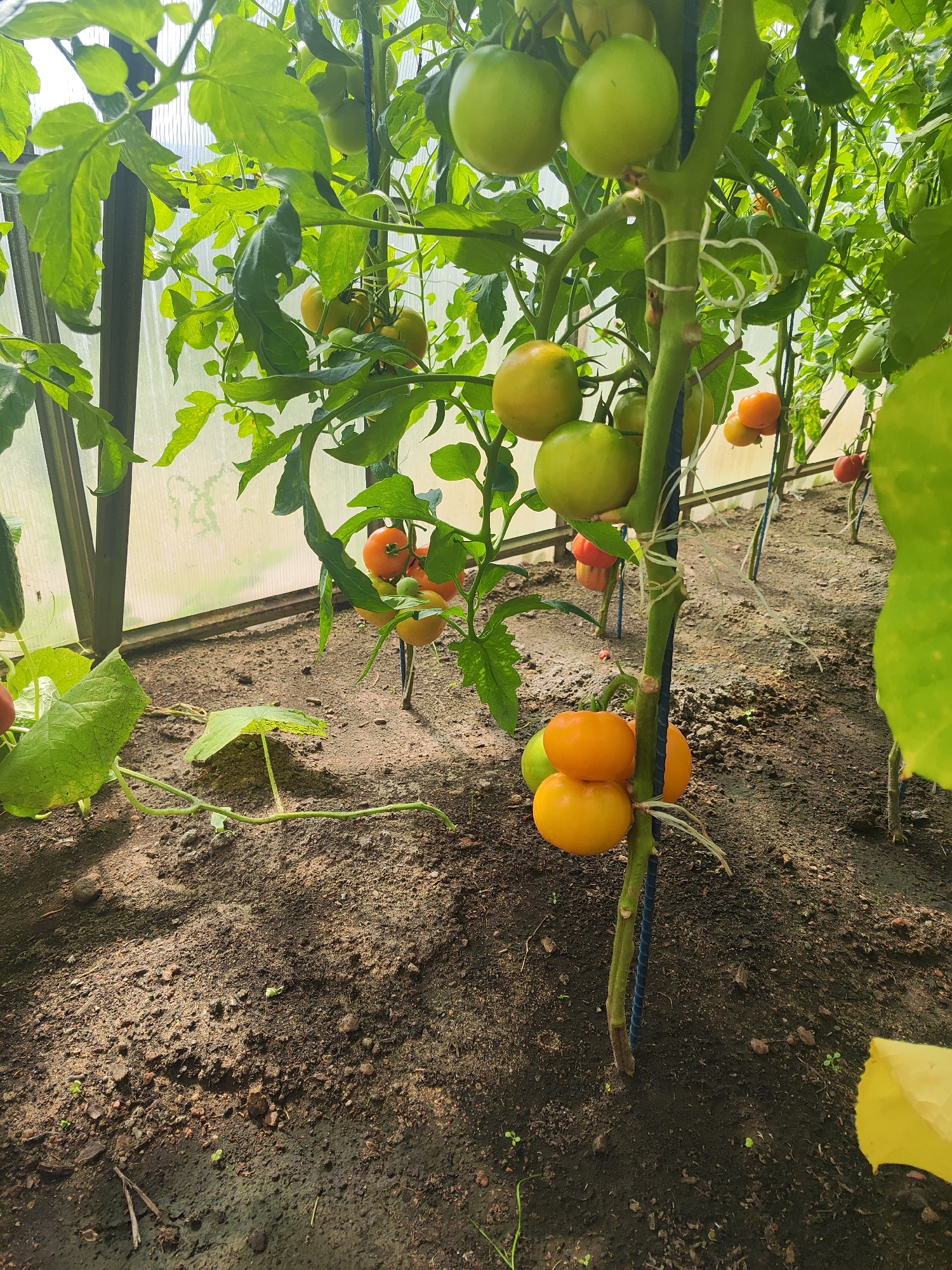 In a greenhouse in Gvardeysk, Russia, a tomato plant bears ripening fruit. The plant, supported by a blue stake, displays a cluster of orange and yellow tomatoes near its base, with green tomatoes higher up on the stem. The surrounding environment is characterized by dark soil, green foliage, and translucent sheeting that allows sunlight to penetrate. The scene is naturalistic, depicting the growth of produce in a controlled agricultural setting.