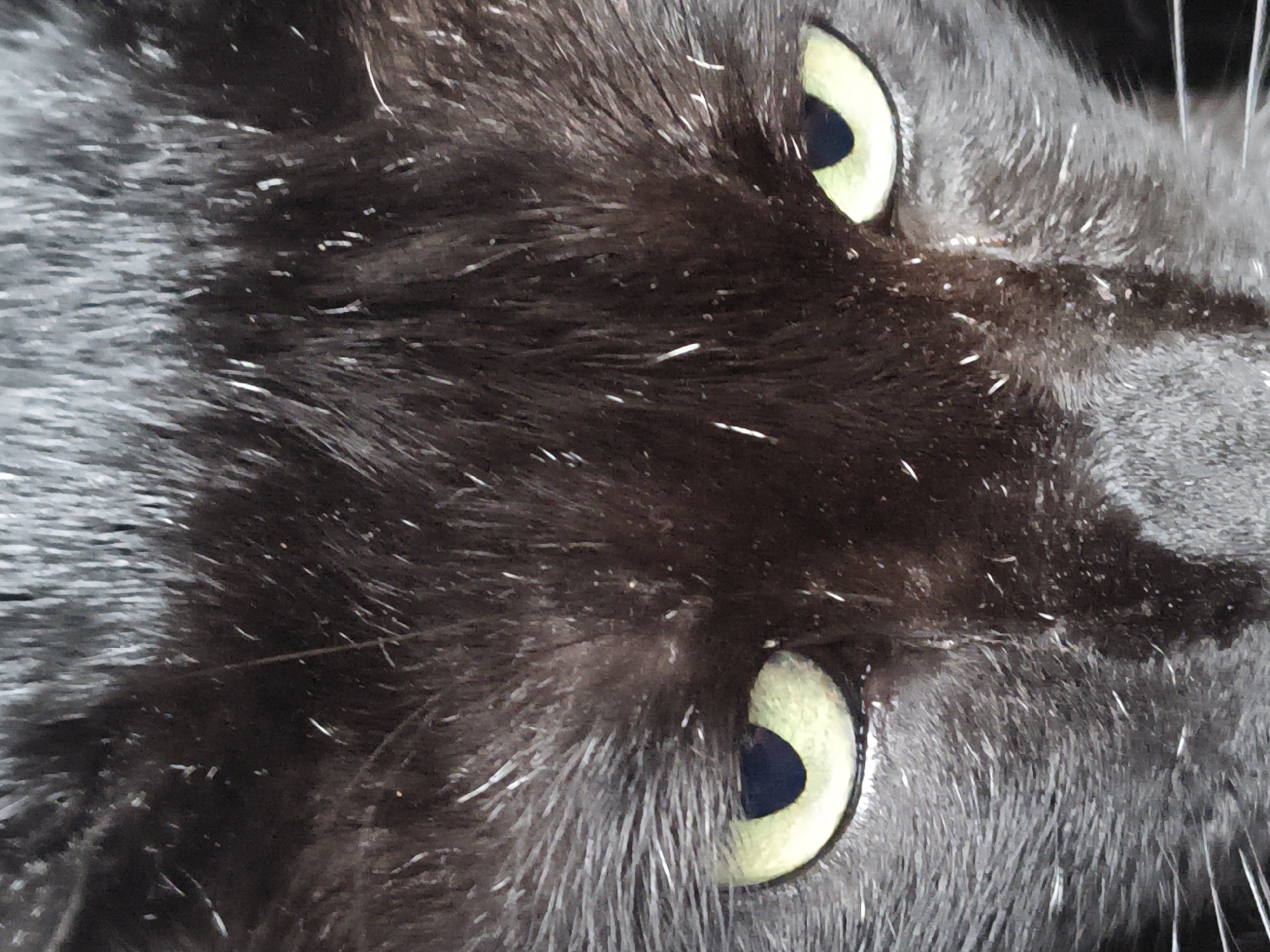 The image is a close-up, head-on, eye-level shot of a black cat's face. The cat's eyes, which are a bright, pale green with dark pupils, are the most prominent feature and are looking directly at the camera. The fur is black and appears slightly disheveled with some lighter-colored specks scattered throughout, possibly dust or light reflections. The image is cropped tightly on the cat's face, showing only its eyes and surrounding fur. There is no discernible background or environmental context visible. The location in Haini, India is not determinable from the visual information provided.