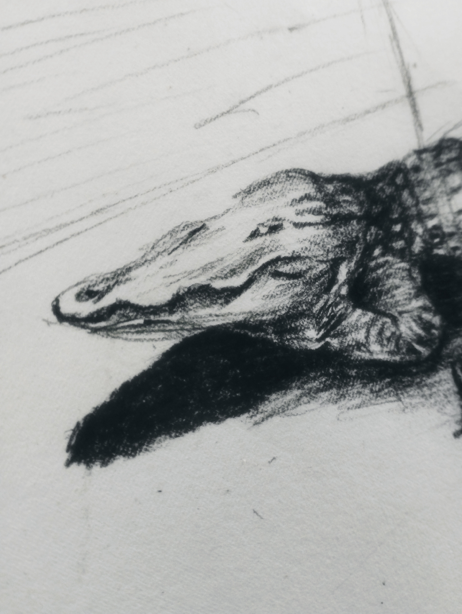 A charcoal sketch of a crocodile's head is depicted on a textured white surface. The crocodile's snout is angled towards the left, with dark, textured lines defining its scales and features. A prominent shadow is cast beneath the snout, emphasizing the dimensionality of the drawing. Faint, parallel lines are visible in the background, suggesting a rudimentary environment or a technique for conveying depth. The sketch is a close-up view, focusing solely on the head and immediate surroundings of the reptile.