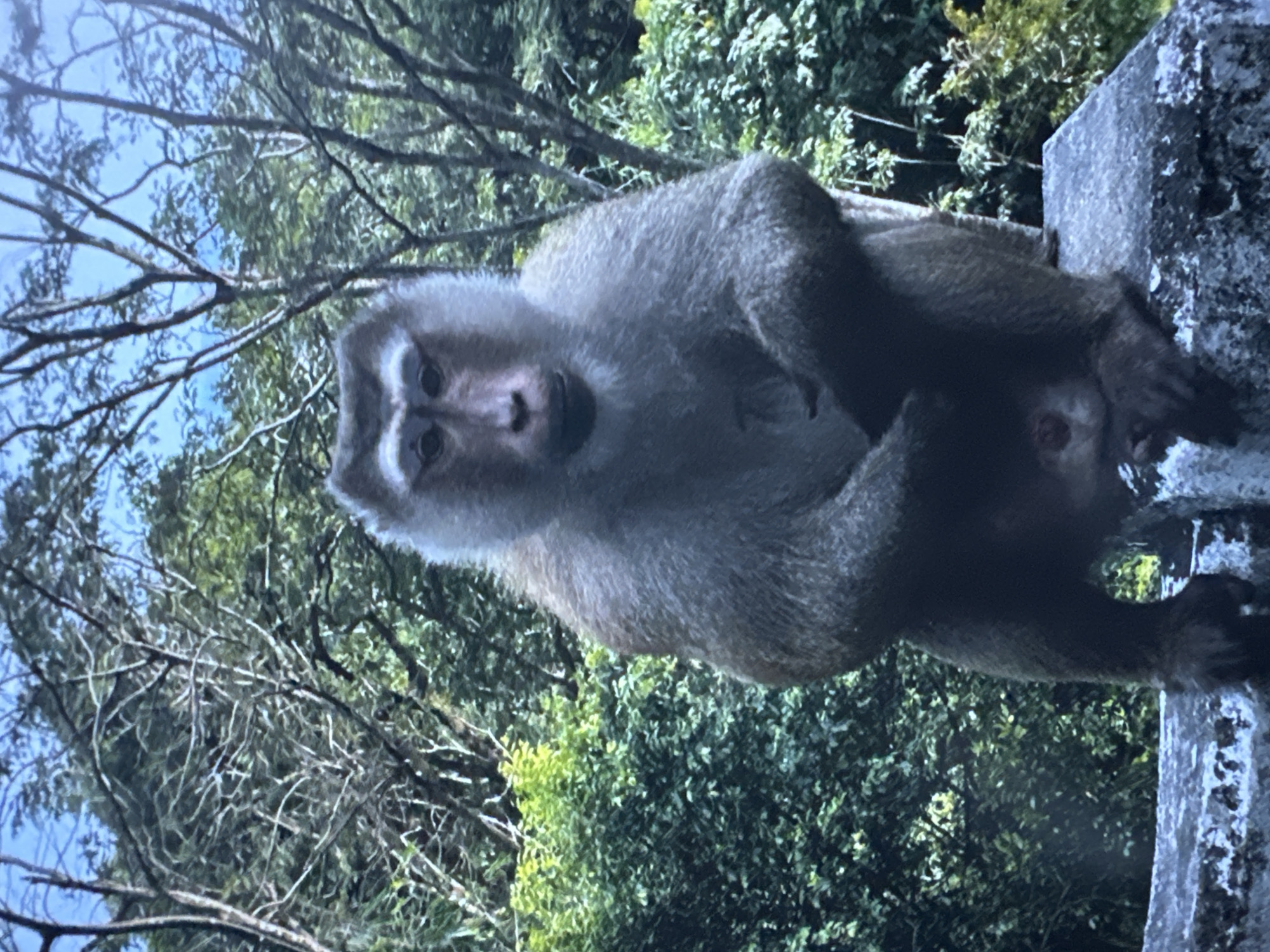 A monkey is sitting on a stone wall in front of a dense forest with trees and branches. The monkey has gray fur and is looking at the camera. The sky is blue and clear. The image is a photograph taken from a slightly low angle. No specific location in the city of Sofia, Bulgaria can be identified.