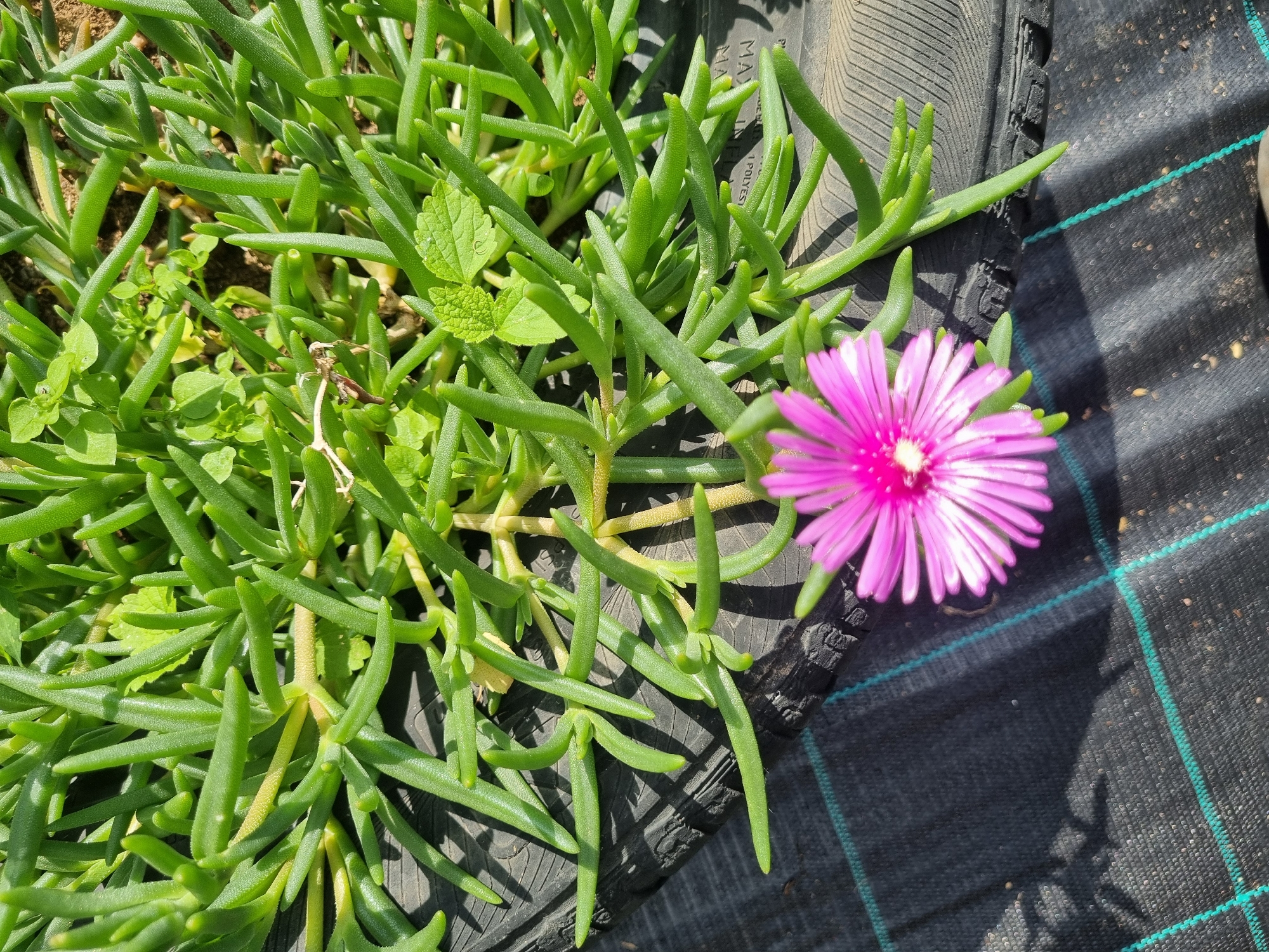 In a close-up, top-down perspective, a bright pink, daisy-like flower with delicate, pointed petals and a white and yellow center is in focus in the lower foreground. This flower is part of a larger plant with numerous fleshy, green, succulent leaves that are elongated and pointed, growing in dense clusters. The plant's leaves are a vibrant green with some yellowish tones at their tips, indicating possible sun exposure or growth stage.
The plant is situated on a dark, textured surface that appears to be the tread of a tire, which is partially visible. This tire rests on a black, woven fabric material, possibly landscape fabric or a tarp, marked with a grid of thin, teal-colored lines. The fabric has a slightly granular texture, suggesting it is laid over soil or gravel. Shadows are cast across the fabric and the tire, indicating bright sunlight from the upper left.
In the background, more of the succulent plant is visible, along with some smaller, lighter green plants and patches of soil. The overall scene suggests an outdoor setting, likely a garden or planted area. Based on the information provided, this scene is located in the city of Dabravka, Bulgaria. There are no people or explicit actions depicted in the image.