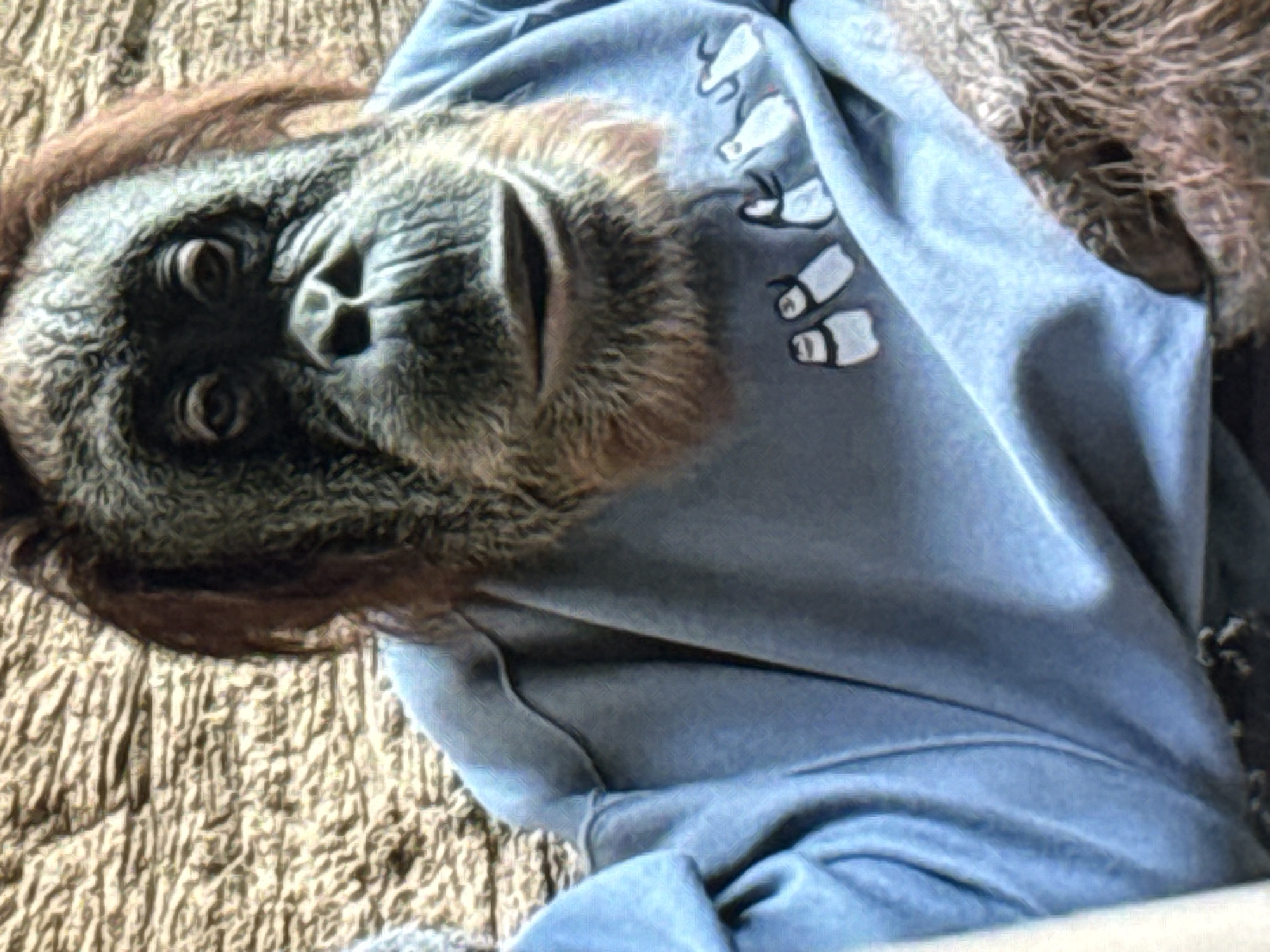 The image shows a close-up of an orangutan wearing a light blue sweatshirt with a pattern of penguins. The orangutan is facing the camera, with its fur visible around its face and on its arm. The background appears to be a textured surface, possibly a wall or furniture. The image quality is somewhat blurry and pixelated. There is no identifiable location in the city of Norilsk, Russia.