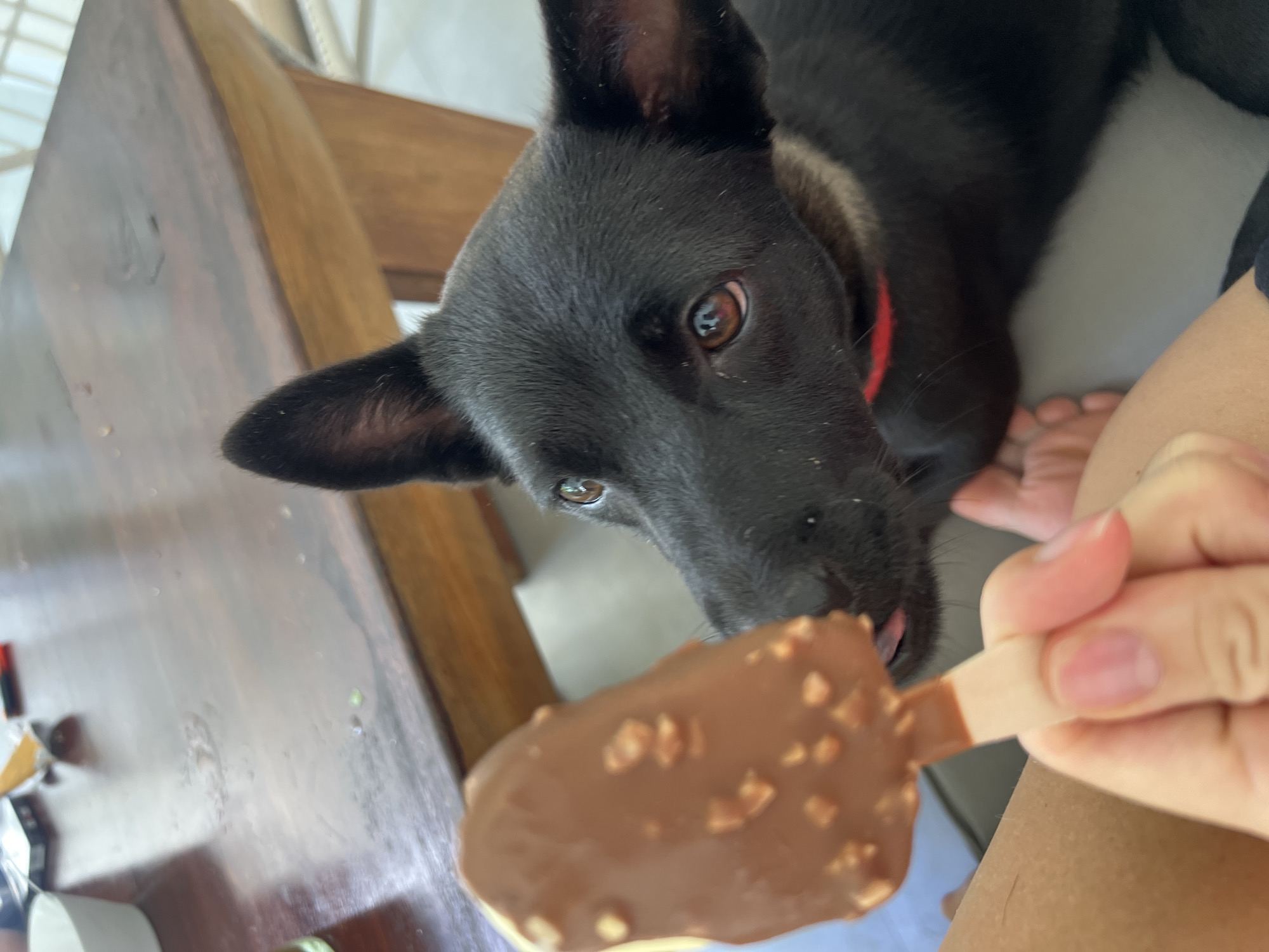 A black dog with a red collar is looking up at a chocolate-covered ice cream bar on a stick, held by a fair-skinned person. The dog's tongue is slightly visible. The background includes a wooden table, a portion of a sofa, and a few items on the table including what appears to be a container of lighter fluid, a black lighter, and a white container. The location of the image is unknown.