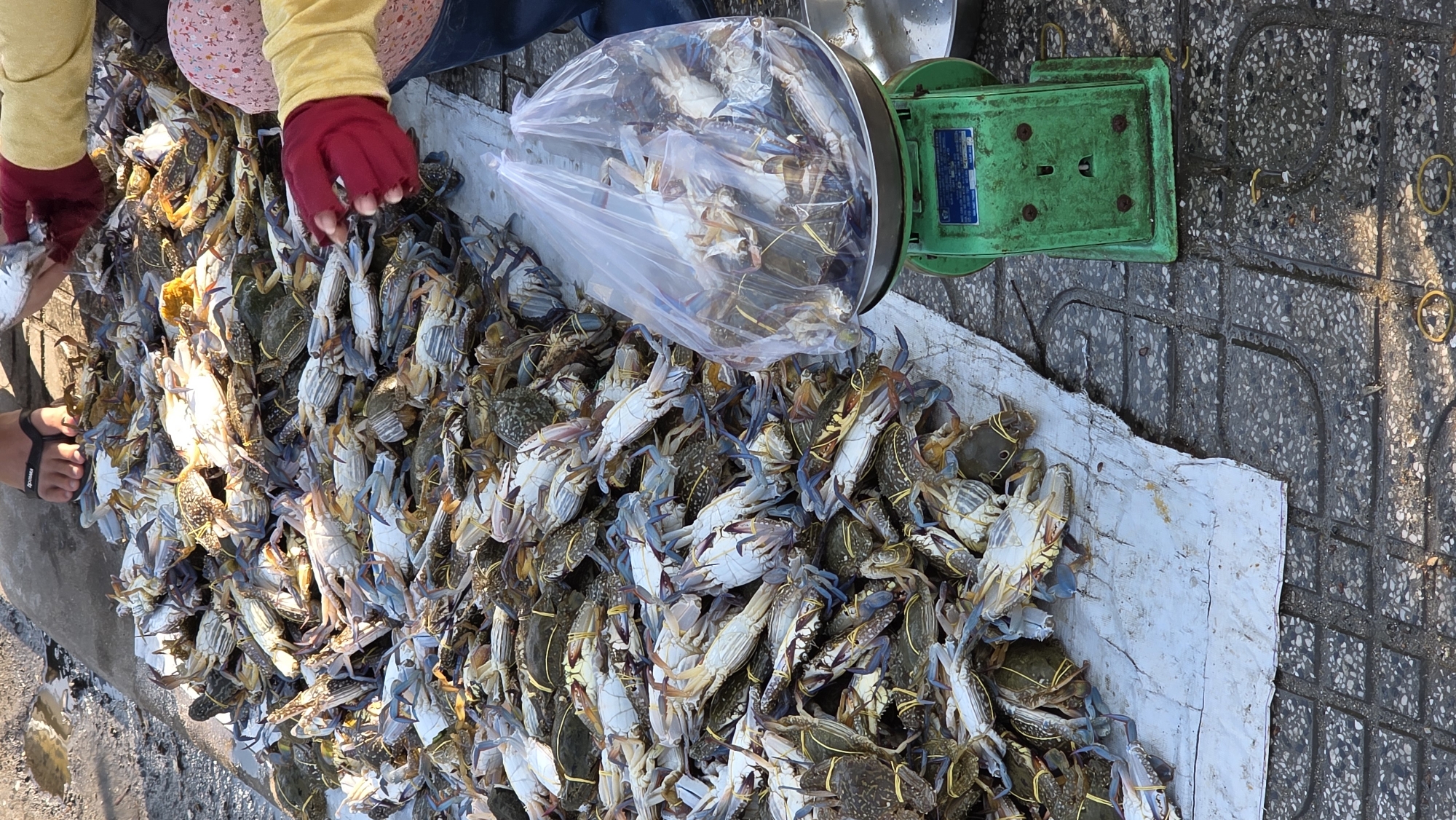 Location: Bắc Nha Trang, Vietnam.
A large pile of crabs, predominantly blue crabs (likely *Callinectes sapidus* or a related species), is arranged on a white surface that may be a sheet or a piece of tarp. The crabs appear to be bundled, many with yellow bands securing them. A person wearing yellow sleeves and red gloves is interacting with the pile, possibly sorting or arranging the crabs. Another person's feet, adorned with sandals, are visible in the lower-left corner. A clear plastic bag filled with more crabs sits on a green scale. The background consists of a tiled surface. The overall scene suggests a market or a seafood processing operation.