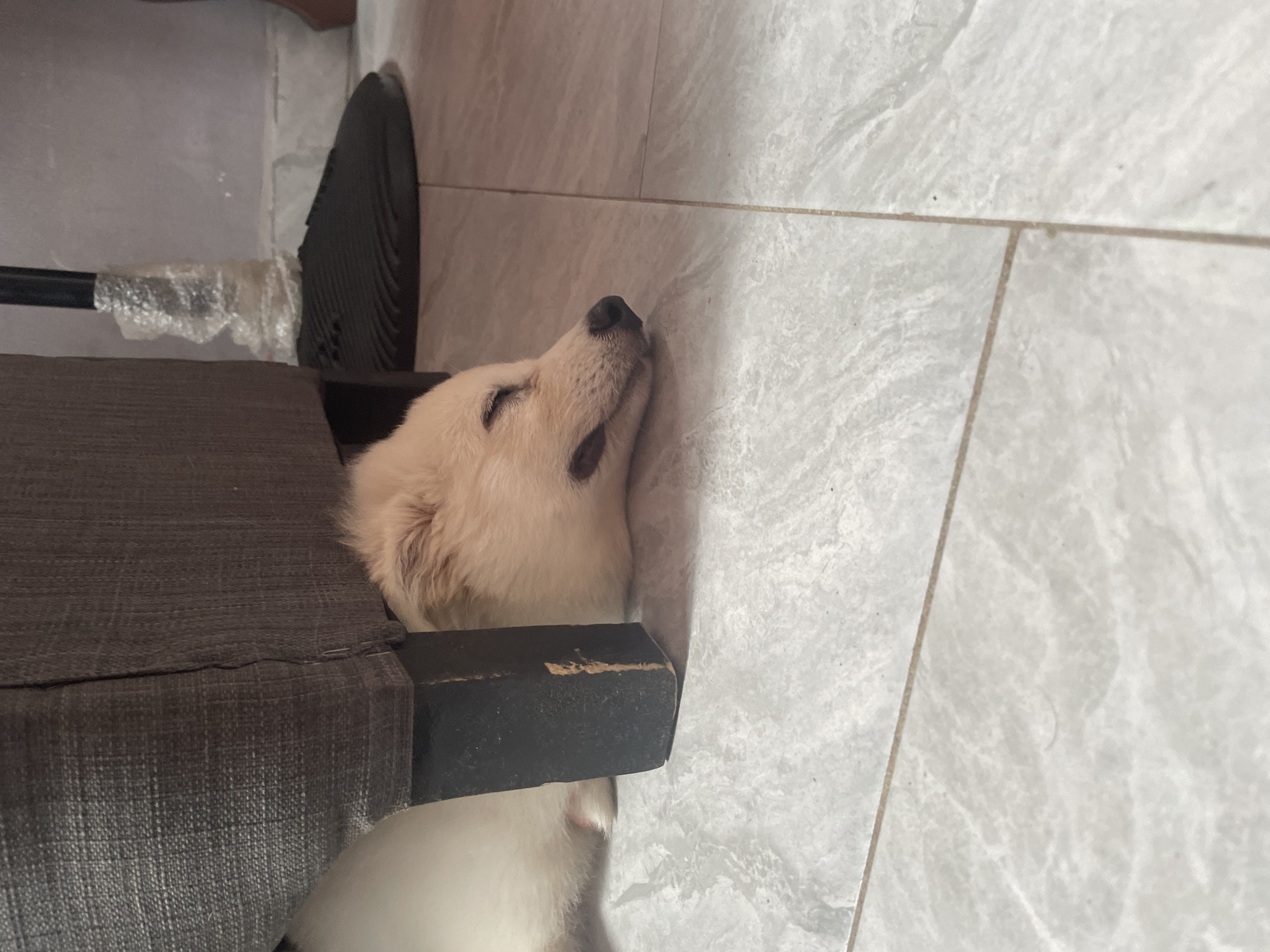 A cream-colored dog is sleeping peacefully on a grey tiled floor, tucked under the dark wooden leg of a grey sofa. The dog's eyes are closed, and its mouth is slightly open. The environment appears to be indoors, with the tiled floor and the furniture suggesting a domestic setting. The scene is static, with no apparent action or interaction occurring, other than the dog's peaceful slumber. The lighting is moderate, illuminating the dog and its immediate surroundings. There are no visible indications of the specific location in Iyafin, Nigeria.