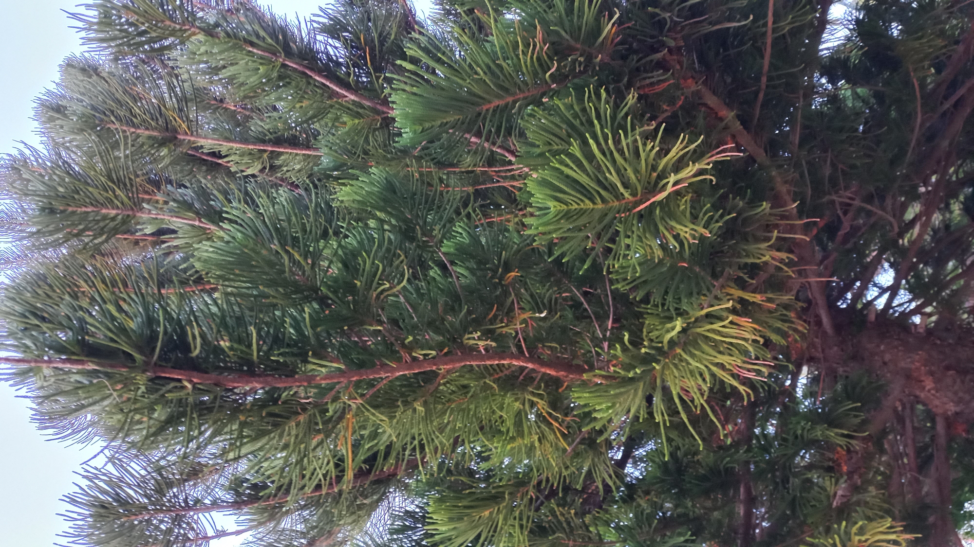 The image is a close-up, low-angle shot of the dense foliage of a conifer tree, likely a pine or fir, against a pale, overcast sky. The branches are laden with numerous sharp, needle-like green leaves, many of which have a slightly yellowish or reddish tint, particularly at their tips. The branches themselves are reddish-brown and appear woody and mature. The texture of the leaves is fine and appears somewhat feathery in clusters. The overall impression is of lush, overgrown vegetation. No people, animals, or man-made structures are visible. The image does not provide any specific visual cues that would allow for definitive location identification within ตำบลเกาะพะงัน, Thailand, or any other specific urban environment.