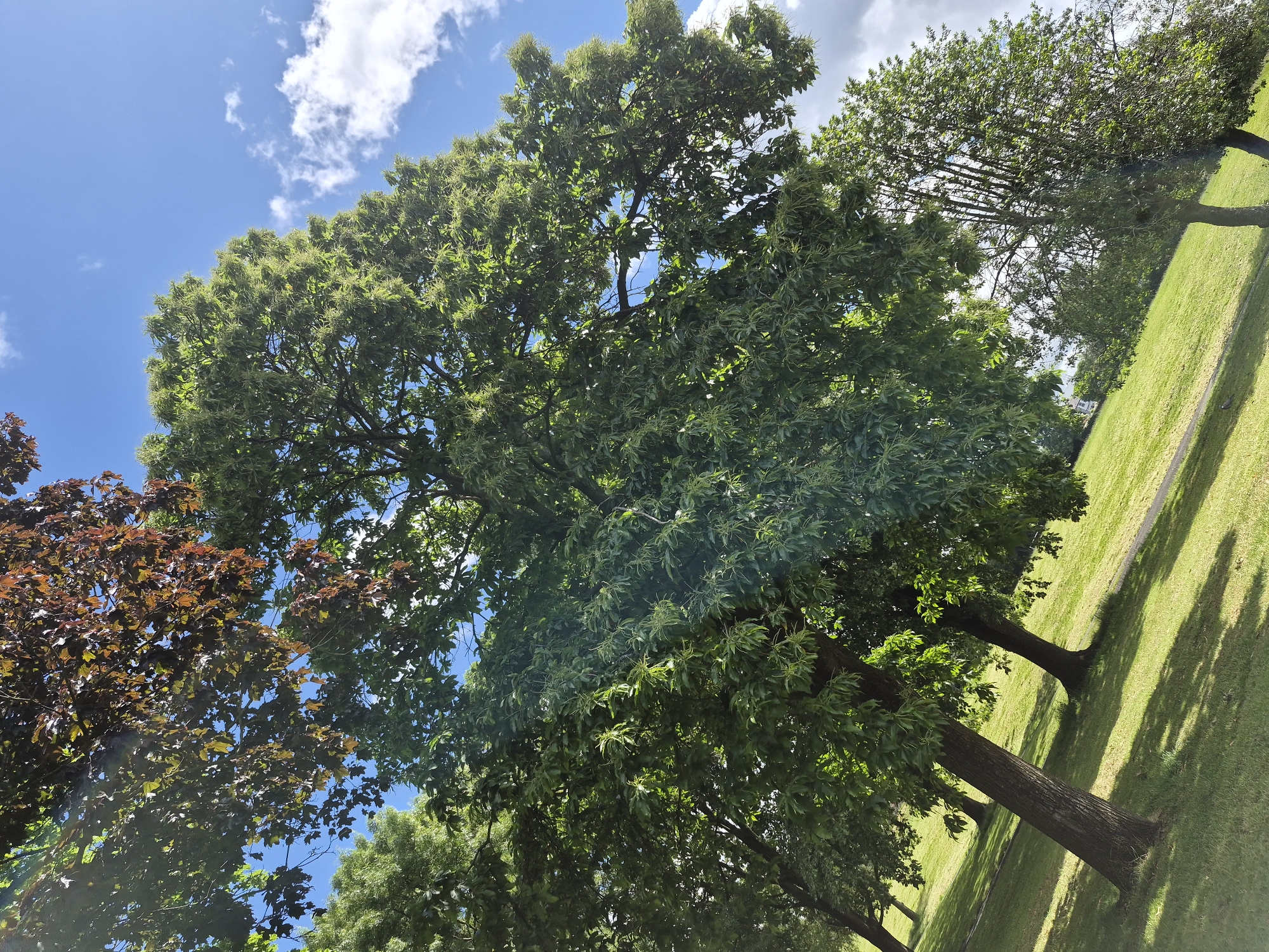 The image shows a park scene with several trees and a grassy slope under a bright blue sky with scattered white clouds. The trees are tall and leafy, with some branches reaching towards the sky. One tree in the foreground has reddish-brown leaves, while others are a vibrant green. The grass is well-maintained and appears to be a park lawn. The scene is illuminated by sunlight, casting shadows on the grass. There are no people visible in the image. The overall impression is one of a peaceful, outdoor setting. This park is likely to be found in Sandwell, United Kingdom, a borough known for its numerous parks and green spaces, such as Dartmouth Park or Sandwell Valley Country Park.