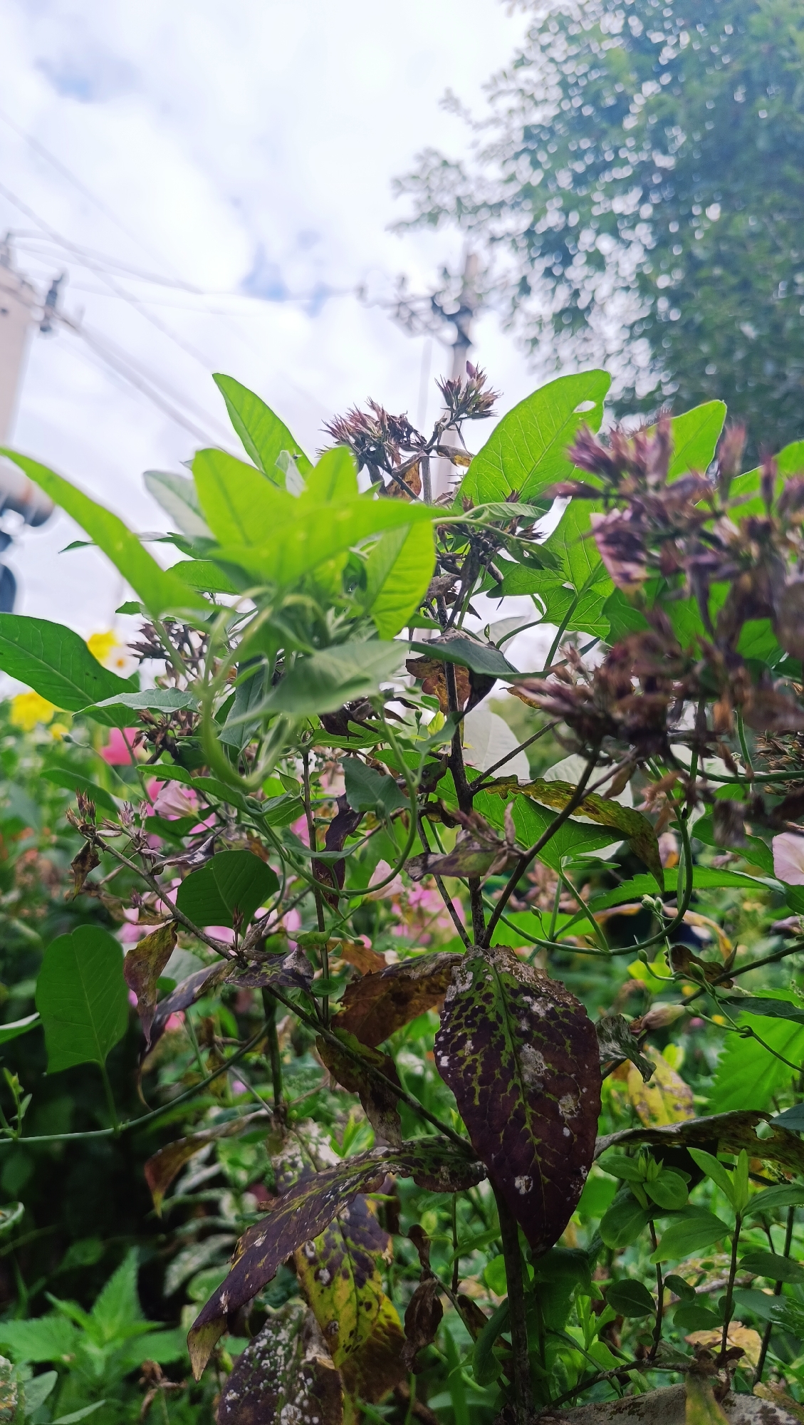 The image depicts a close-up view of green foliage and wilting brown leaves, suggesting a natural or overgrown urban setting. The background is out of focus, showing a cloudy sky with overhead power lines and a blurry tree. The scene appears to be outdoors, possibly in a garden or along a roadside. There are no people or discernible actions taking place. The environment suggests a humid or possibly deteriorating plant life. The image does not contain any specific indicators that would allow for the identification of its location within the city of Karsha, Russia.