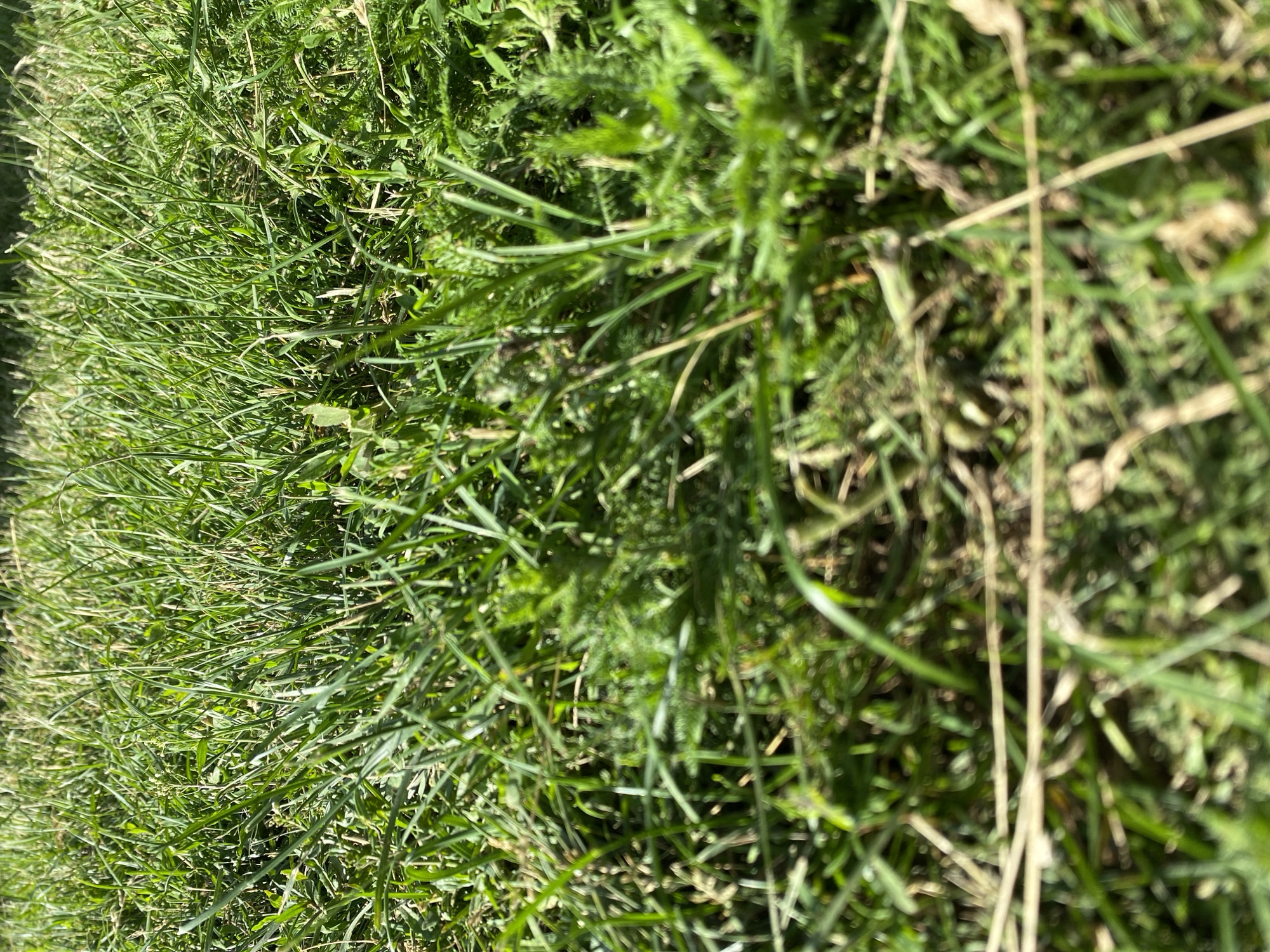 This is a close-up, eye-level shot of green grass with some dry blades interspersed. The grass appears to be outdoors, under natural sunlight, casting shadows. The focus is on the texture and density of the grass, with some areas slightly blurred. There are no people, animals, or man-made objects visible in the image. The scene is devoid of any specific identifying features that would indicate its location within Chirsha-Tartysh, Russia.