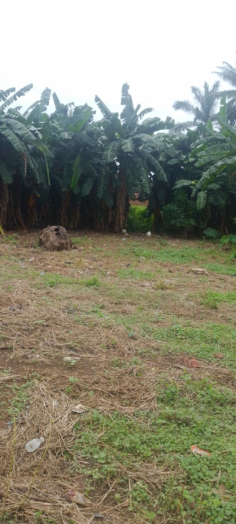 A scene is depicted in Baissa, Nigeria, featuring a dense stand of banana trees with large, broad leaves forming a lush green canopy. In the foreground, the ground is covered with dry grass and scattered green clover-like vegetation. Several pieces of white plastic debris are visible on the ground. To the left of the banana trees, a weathered, rough-textured tree stump stands prominently. In the middle ground, a white chicken is visible, facing left. Further to the right, another chicken, also white, is visible. In the background, beyond the banana trees, glimpses of buildings with reddish roofs and green vegetation can be seen. The sky is overcast, suggesting a cloudy day.