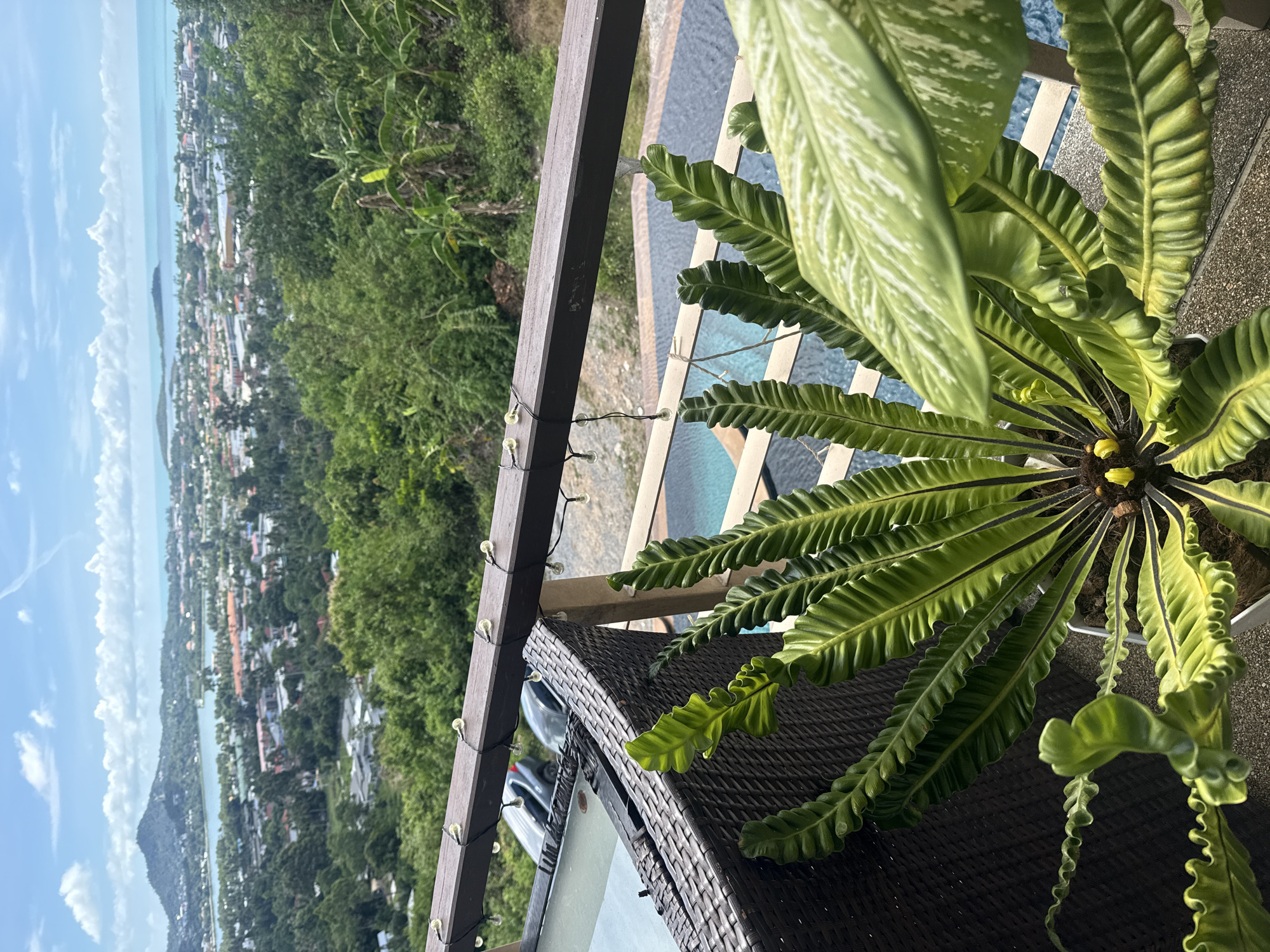 In Baan Chaweng, Thailand, a view from a balcony overlooks a lush, green landscape dotted with buildings and the turquoise ocean under a cloudy sky. In the foreground, a bird's nest fern with ruffled, vibrant green leaves is partially visible, along with a portion of a dark wicker chair and a glass-topped table. A wooden railing with string lights separates the balcony from the scene below, where a swimming pool with blue water and a dark deck is situated. In the mid-ground, houses and trees create a textured cityscape, leading to a body of water and distant islands. A mountain rises in the background.