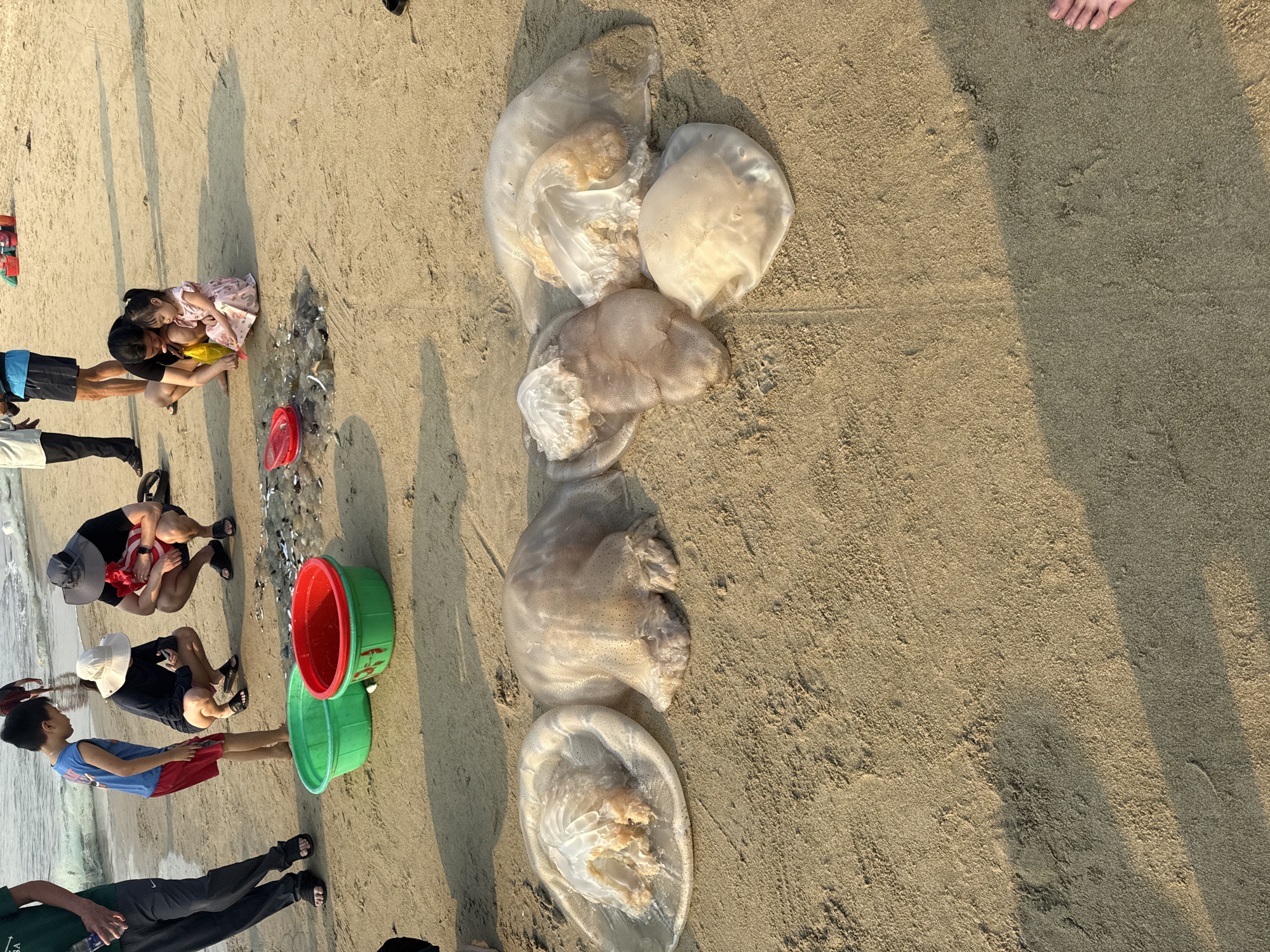 The image shows a group of people on a sandy beach, possibly in Đà Nẵng, Vietnam, judging by the coastal environment.
To the left, several people are interacting, including a man holding a young child, and other individuals crouching near what appears to be a collection of small objects or creatures on the sand, potentially fish or shellfish. There's a stack of green and red buckets nearby.
In the center of the frame, five large jellyfish are lying on the sand. The jellyfish vary in size and color, with translucent and opaque sections. They appear to be washed ashore.
The beach itself is a light tan color, with a mixture of smooth and textured sand. The lighting indicates it's likely daytime, with strong shadows cast by objects and people. The angle of the shot suggests it was taken from a standing position.