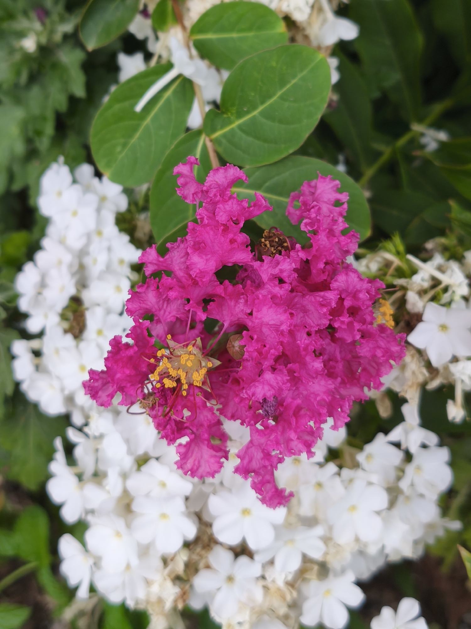 A close-up, top-down shot features a vibrant pink flower bloom prominently in the center, with delicate, ruffled petals and yellow stamens. Behind and below the pink bloom, a cluster of small white flowers with yellow centers is visible. Lush green leaves and darker foliage form the background, with some dried brown plant matter interspersed among the white flowers. The scene is set outdoors, likely in a garden or park, with the bokeh effect blurring the background and emphasizing the floral subjects. The image does not depict any people, actions, or interactions, focusing solely on the natural elements of the flora. It is impossible to determine the exact location within Asan-si, South Korea, based on the visual information provided.