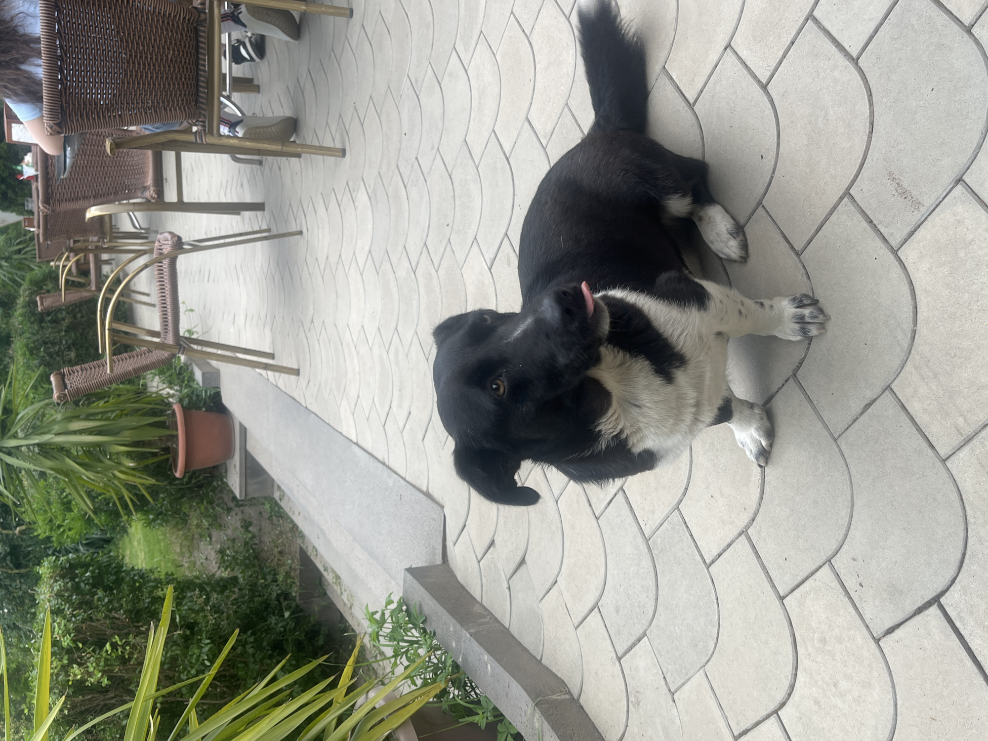 A black and white dog with its tongue sticking out is lying on a light-colored tiled patio. The dog is in the foreground, facing towards the camera. Its body is mostly black with white markings on its chest and paws. The patio tiles are arranged in a curved pattern.
In the background, there are several outdoor chairs and tables made of wicker and metal. One chair is partially visible in the top left corner with a person's legs and feet wearing sneakers. Further back, there is greenery, including some plants in pots and bushes. The setting appears to be an outdoor seating area, possibly a cafe or restaurant patio.
The lighting suggests it is daytime, and the weather seems pleasant enough for outdoor seating. The dog's pose and tongue sticking out convey a relaxed or playful demeanor. No visible text is present in the image.