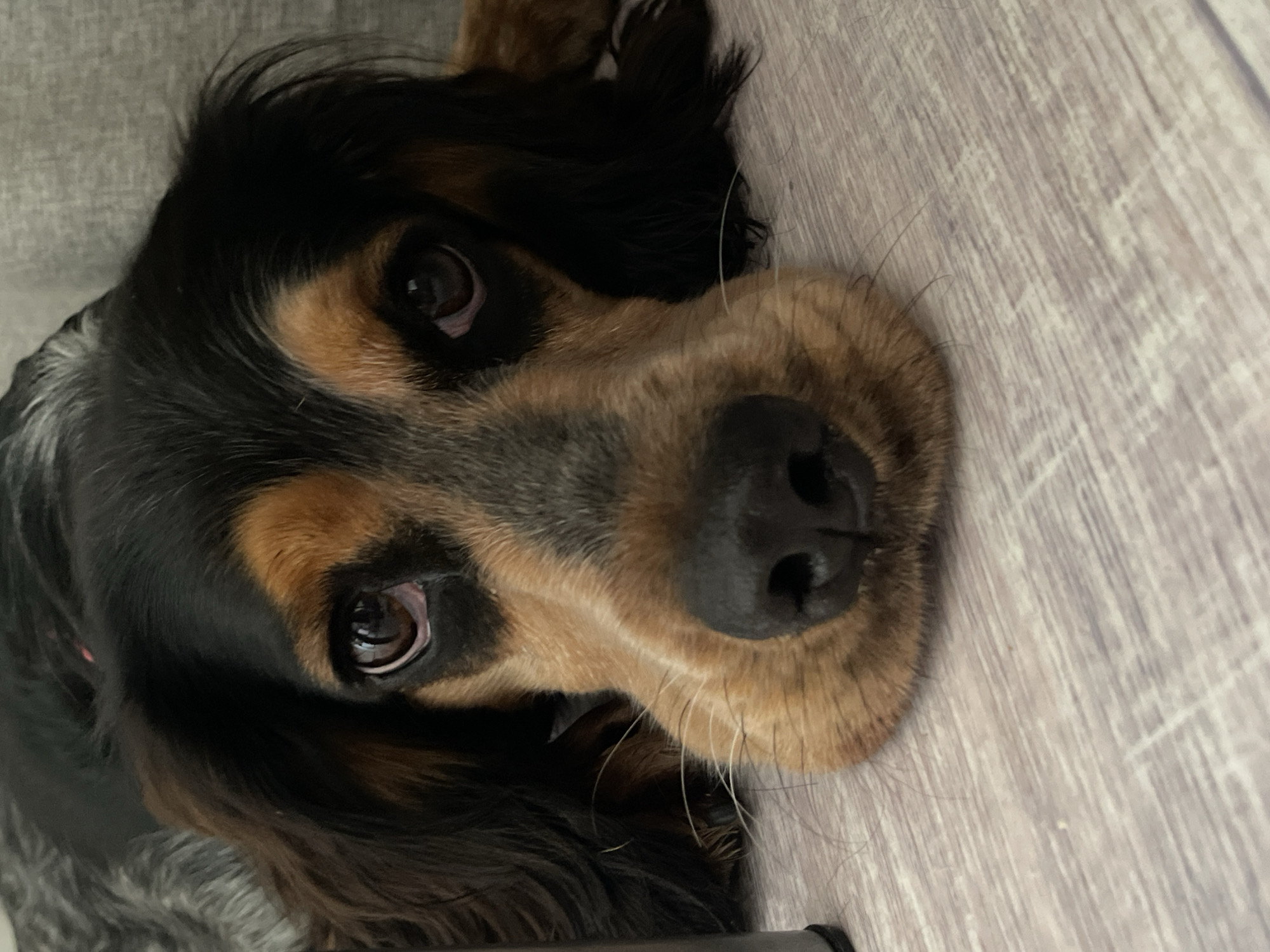 The image shows a close-up of a dog's face, resting on a wooden floor. The dog has brown and black fur, with large, expressive eyes. Its nose is black and wet, and its mouth is slightly open. The floor is light brown with visible wood grain. There are no people or any other objects clearly visible in the frame. The scene appears to be indoors, possibly in a home. There is no discernible information about the location in Rostov-on-Don, Russia.
