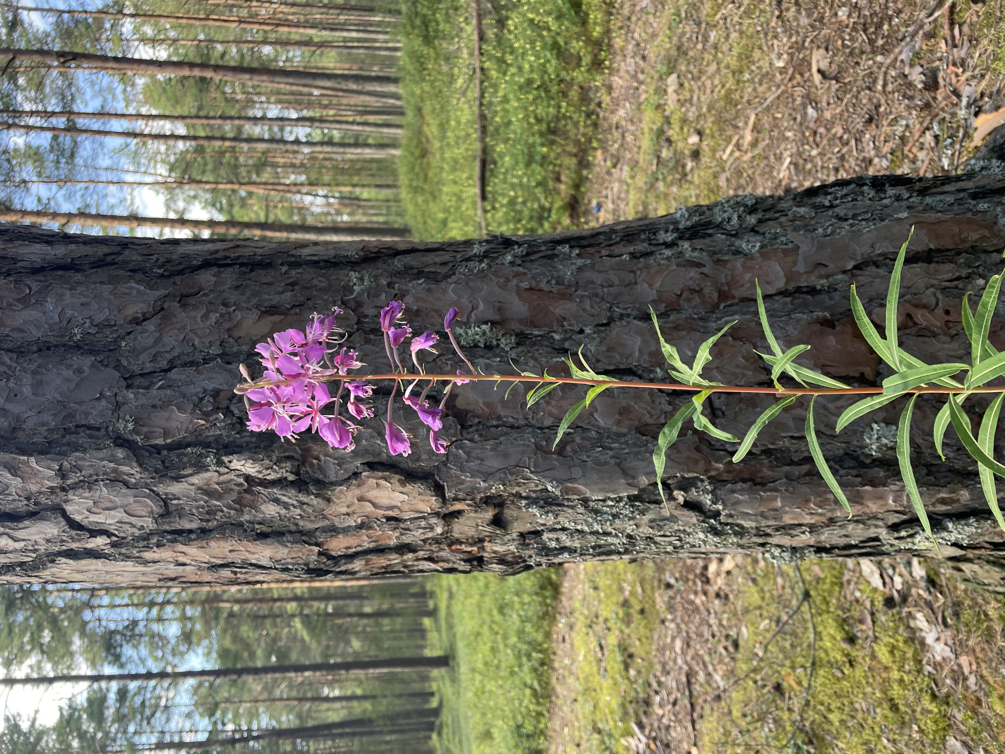 A tall, slender stalk of pink fireweed, its blossoms clustered at the top, grows beside the rough, textured bark of a mature pine tree in a forest. The background reveals a dense stand of pine trees with a carpet of green moss and dry pine needles on the forest floor. The sky above is a pale blue with streaks of white clouds. The image was taken in Lebyazhye, Russia.