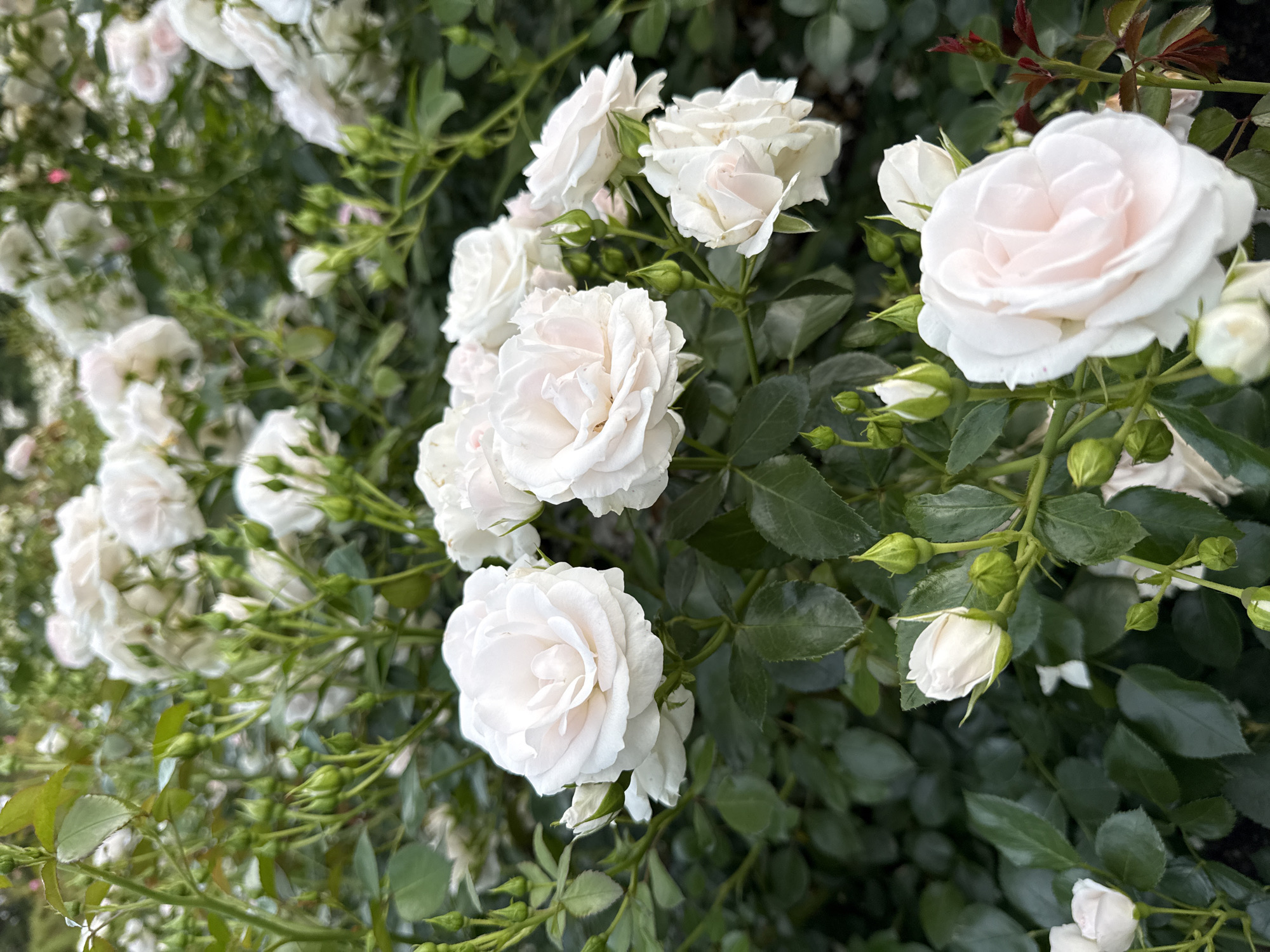 A close-up, eye-level, outdoor, vertical, natural light, slightly overcast photograph captures a dense cluster of white roses and rosebuds amidst dark green foliage. The primary focus is on several fully bloomed white roses, their petals delicately layered and tinged with a soft pink hue in some areas. Numerous green rosebuds are interspersed throughout the branches, some tightly closed and others just beginning to unfurl. The background is filled with more white roses and foliage, creating a soft, blurred effect that emphasizes the foreground subjects. The scene is devoid of any human presence or man-made structures.