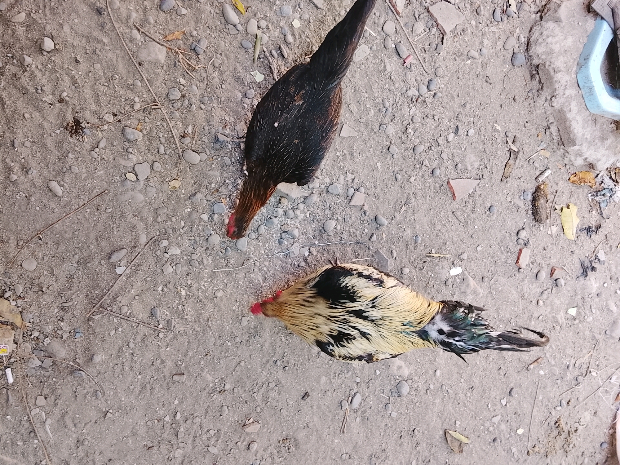 Two roosters are on a dirt ground with small stones. One rooster is mostly black with some brown and red markings. The other rooster is lighter in color with black and yellow feathers. The ground appears to be dry and dusty with some scattered leaves and debris. The image was taken in Ujungrusi, Indonesia.