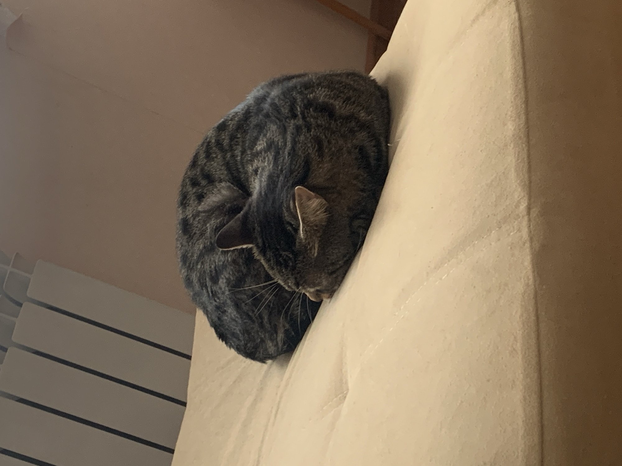 A tabby cat is captured in a close-up shot, curled up tightly on a light-colored, possibly beige, sofa or cushion. The cat's back is to the viewer, with its head tucked down, suggesting it is sleeping or deeply resting. Its fur shows distinct dark stripes and patterns, characteristic of a tabby. One ear is partially visible, pointing upwards. The furniture has visible seams and slight indentations from use.
The background consists of a plain, light brown or beige wall, indicating an indoor setting. To the far left, a glimpse of what appears to be a white radiator or horizontal blinds can be seen, partially obscured. The overall lighting is soft and ambient, without harsh shadows, implying either diffused daylight or indoor artificial lighting. No specific time of day is clearly discernible, but the scene evokes a sense of peace and quiet. There is no visible text in the image.
The image depicts a domestic scene, likely inside a home in Stavropol, Russia, focusing on the comfort and tranquility of the sleeping animal.