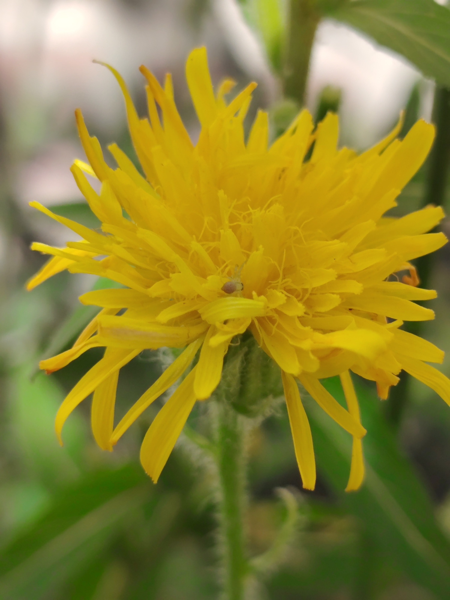 A close-up, vertical shot captures a vibrant yellow flower, its petals a cascade of fine, elongated rays. The flower's center is a dense mass of stamens, with a tiny, pale spider resting on one of the petals. The background is a soft blur of greens and whites, suggesting a natural outdoor setting. The image does not provide specific information about its location within Hostomel, Ukraine.