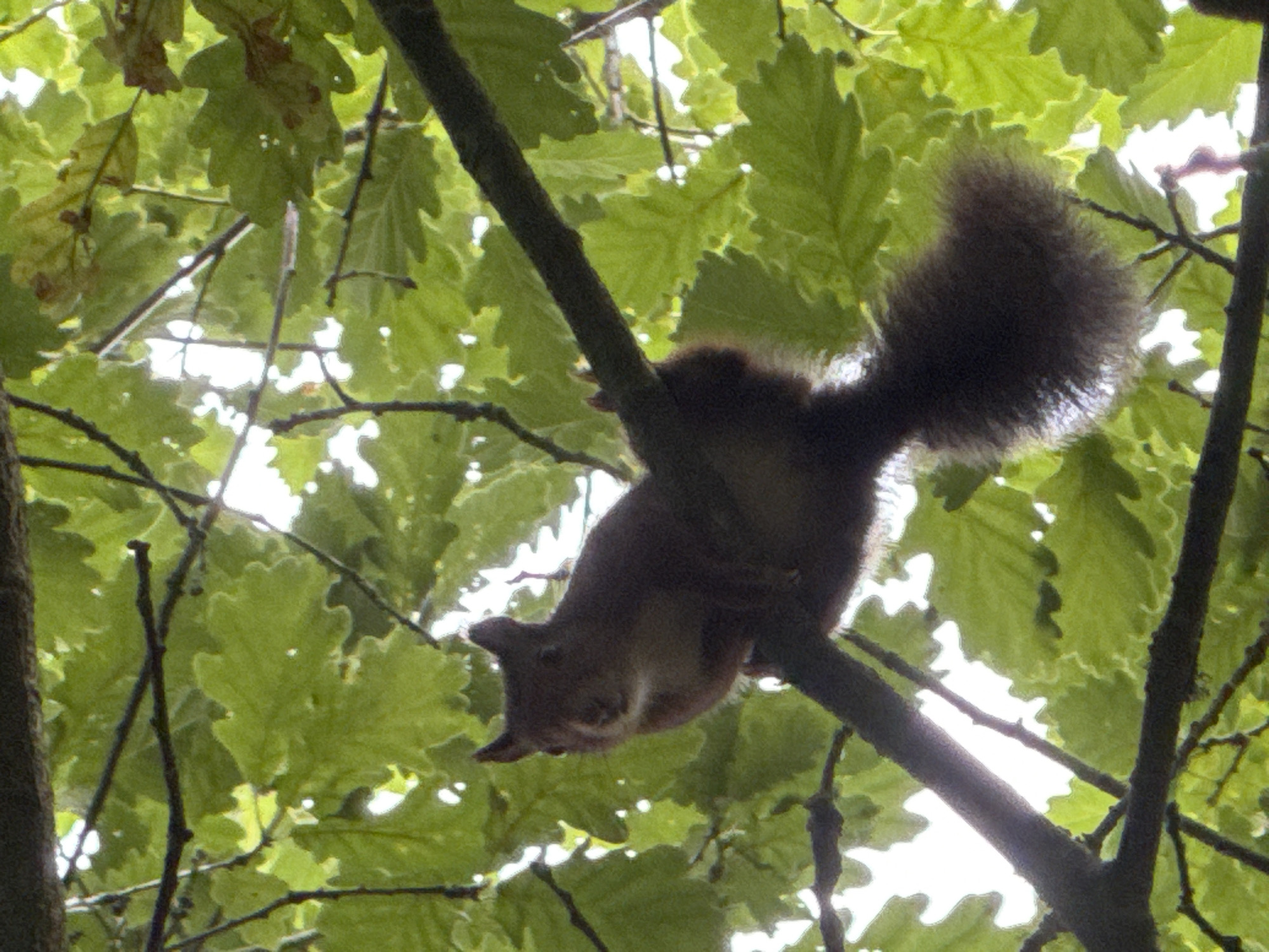 A red squirrel is perched on a tree branch, its body angled towards the left of the frame. The squirrel is dark brown with a lighter chest and a bushy tail that extends downwards and to the right. Its ears are pointed, and its eyes are dark. The squirrel appears to be looking directly at the camera. The background is filled with green oak leaves, some of which are backlit by the sun, creating a dappled effect. Several dark tree branches crisscross the image, forming a natural frame around the squirrel. The overall impression is of a wild animal in its natural habitat, set against a backdrop of lush foliage. The image does not contain any elements that can be used to determine its location within the city of Oviedo, Spain.